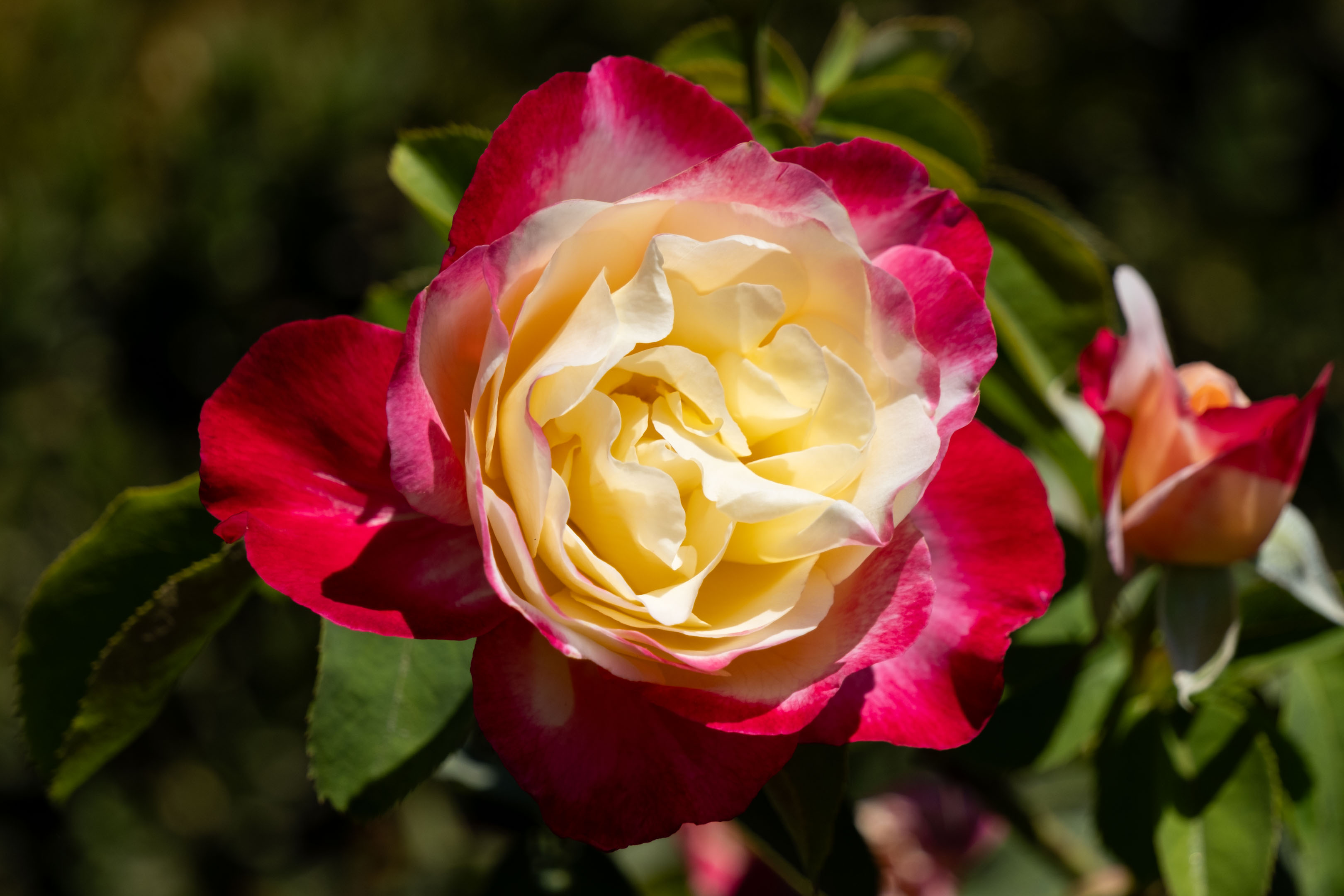 a rose with red petals on the outside and pale yellow petals inside