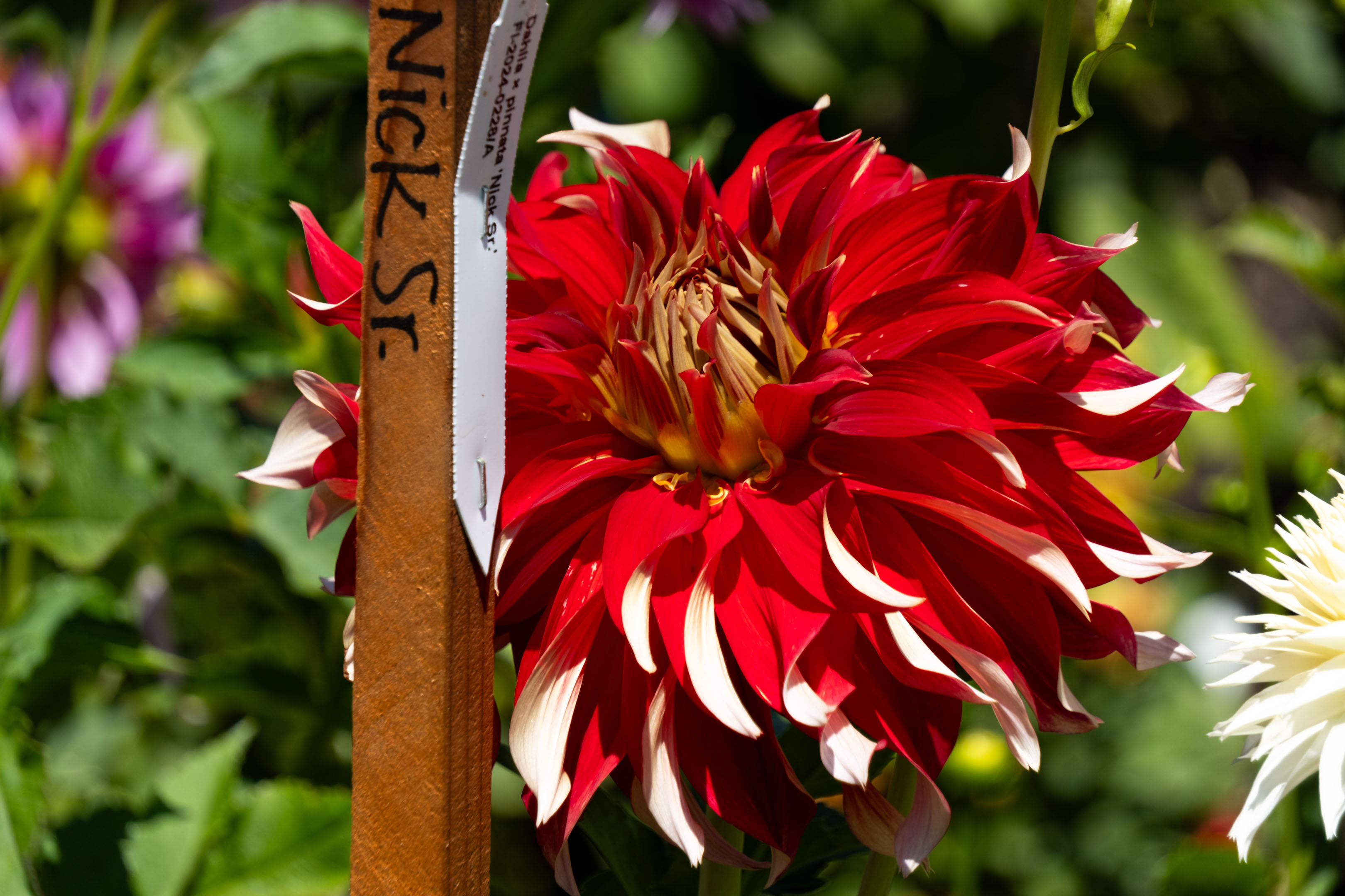 a dahlia pinnata named Nick Sr.