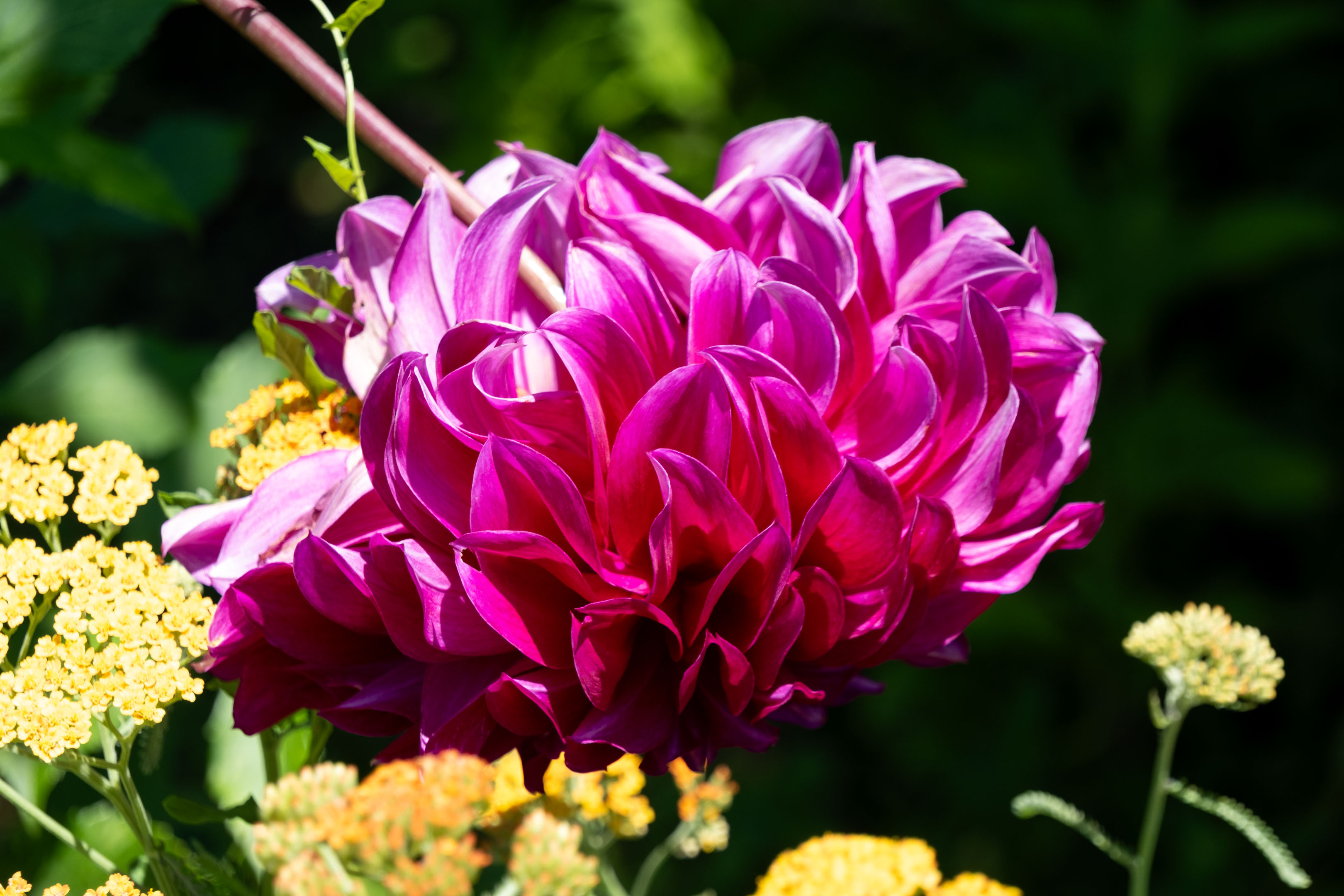 a purple dahlia hanging upside down