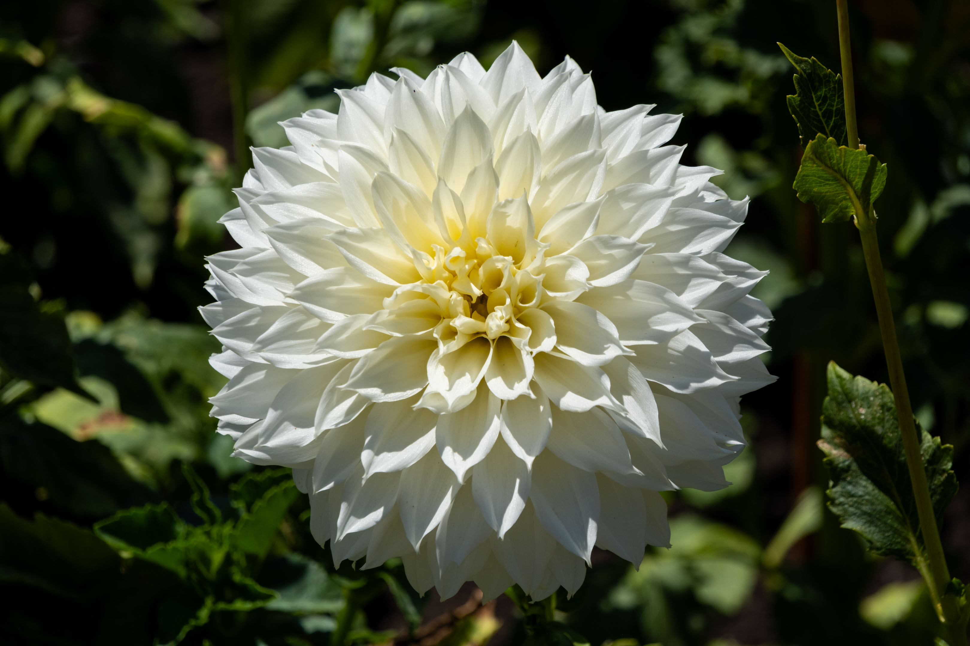 a white dahlia facing straight forward