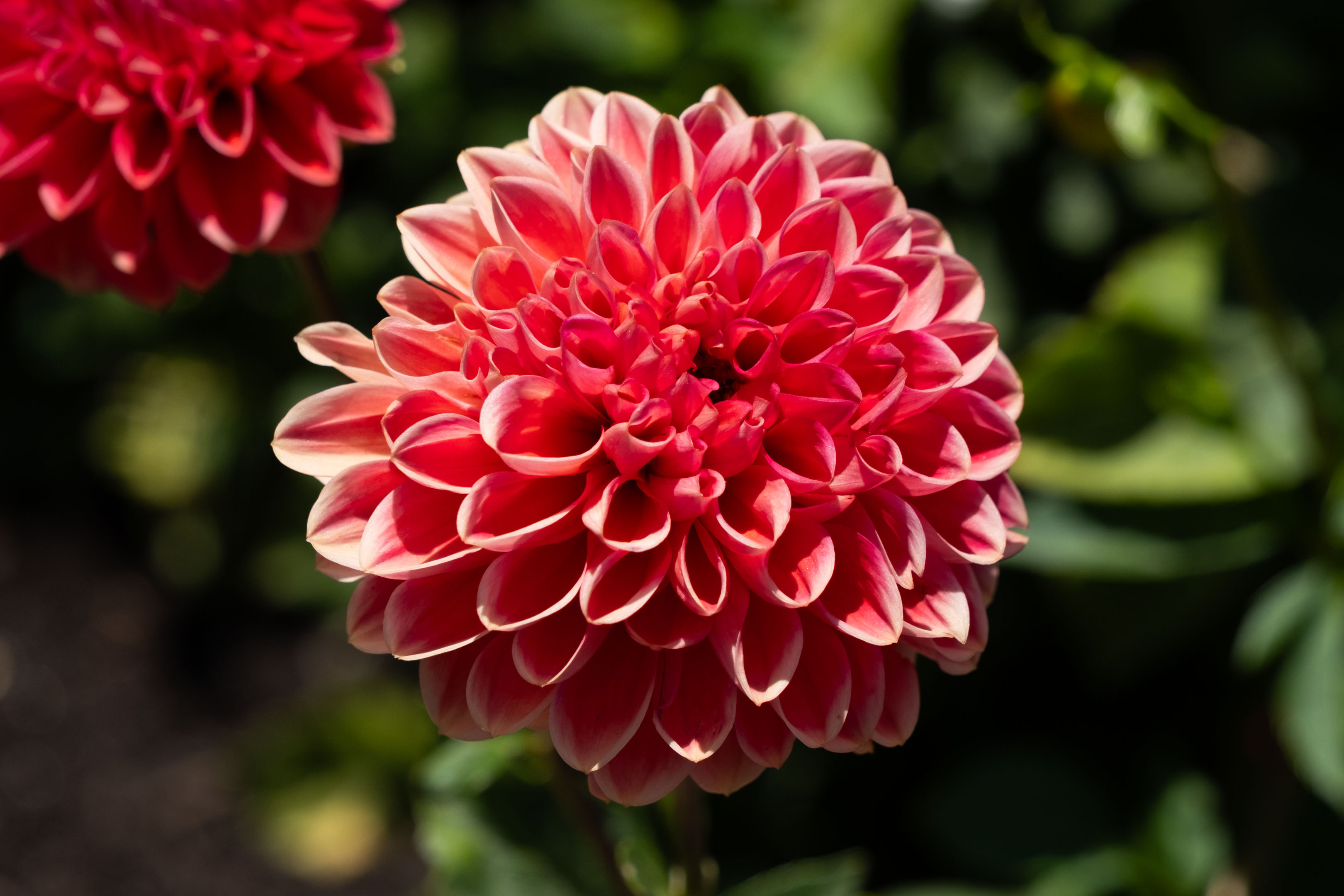 a light red dahlia