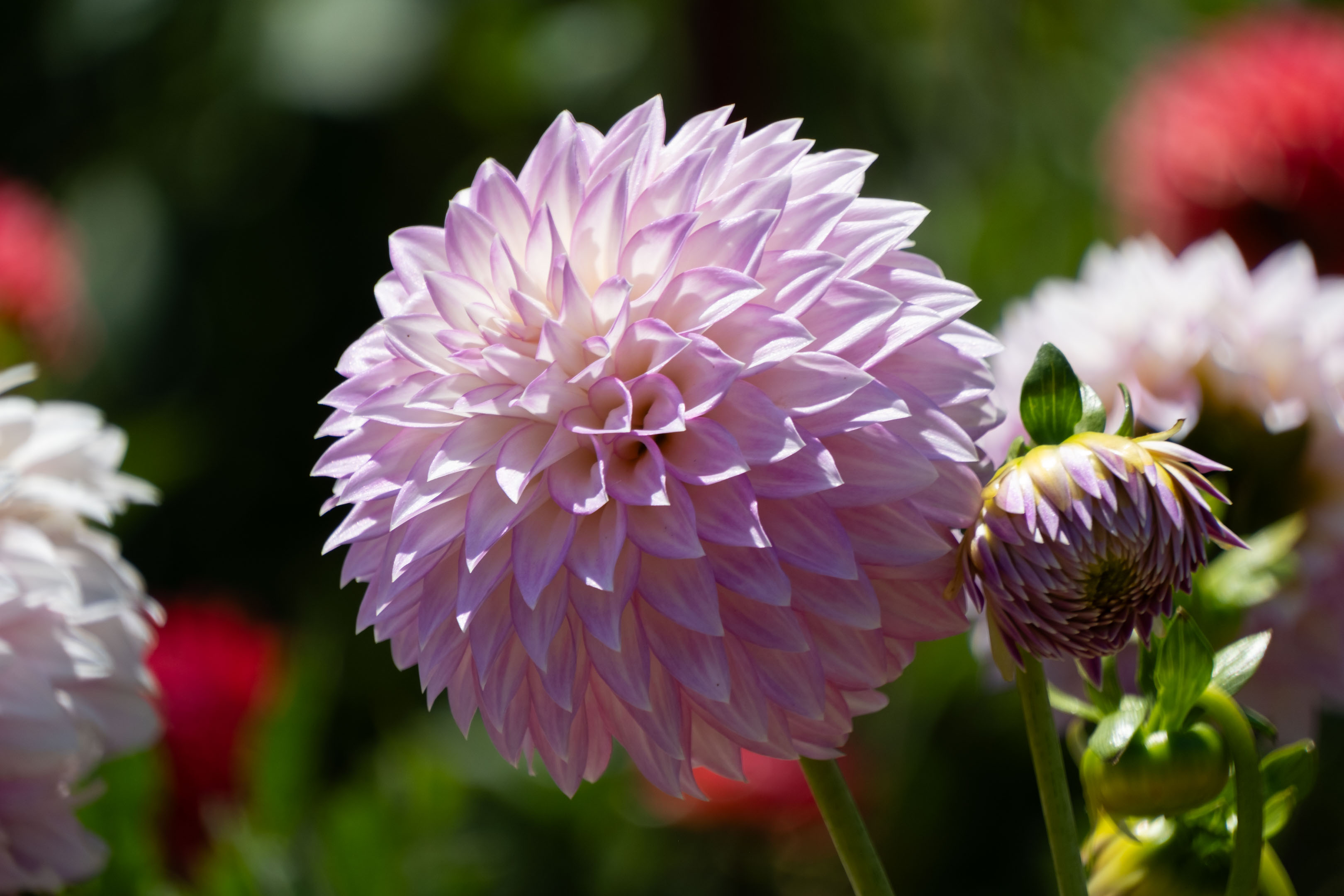 a pale purple dahlia