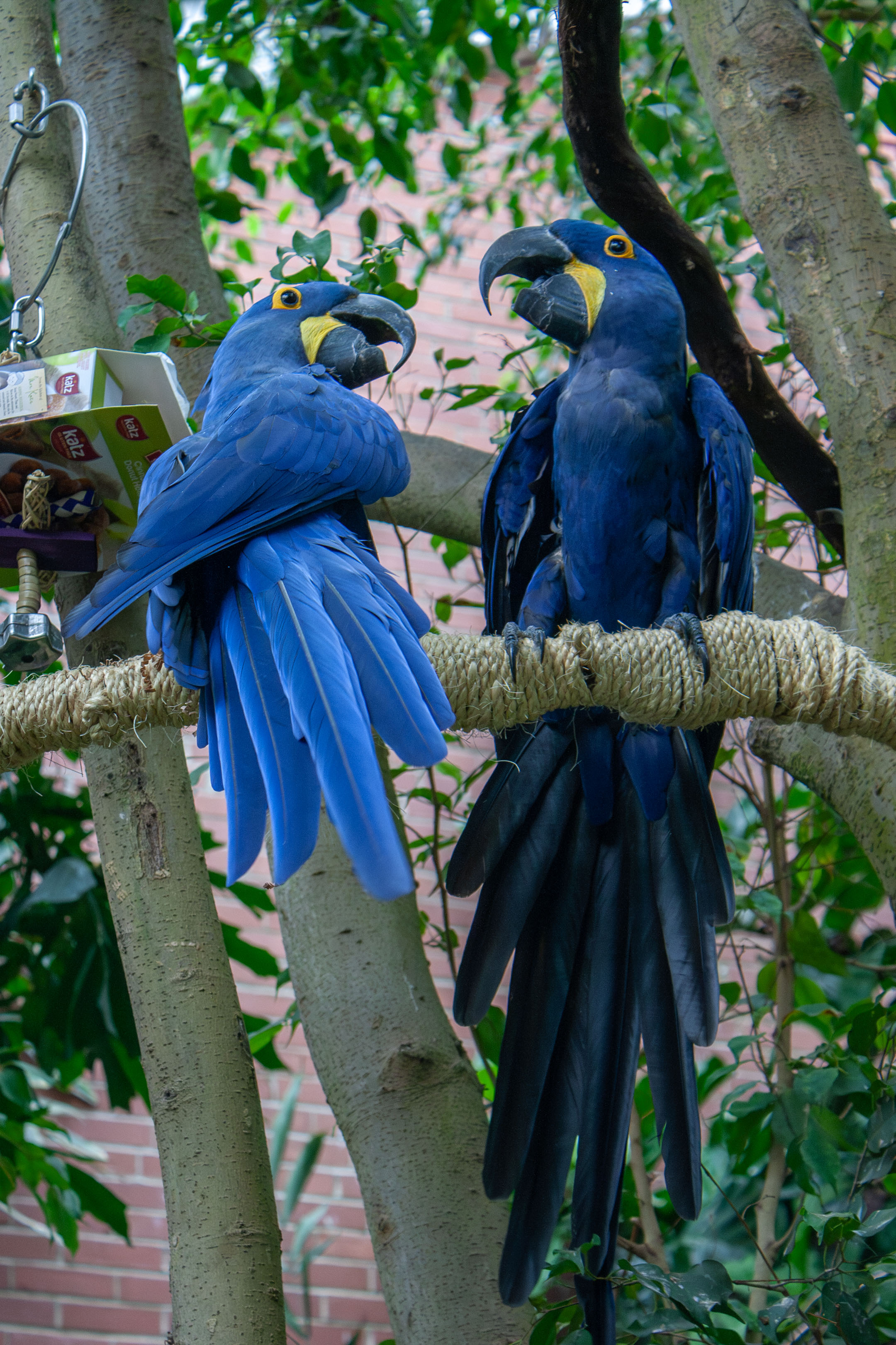 Benito and Sapphira