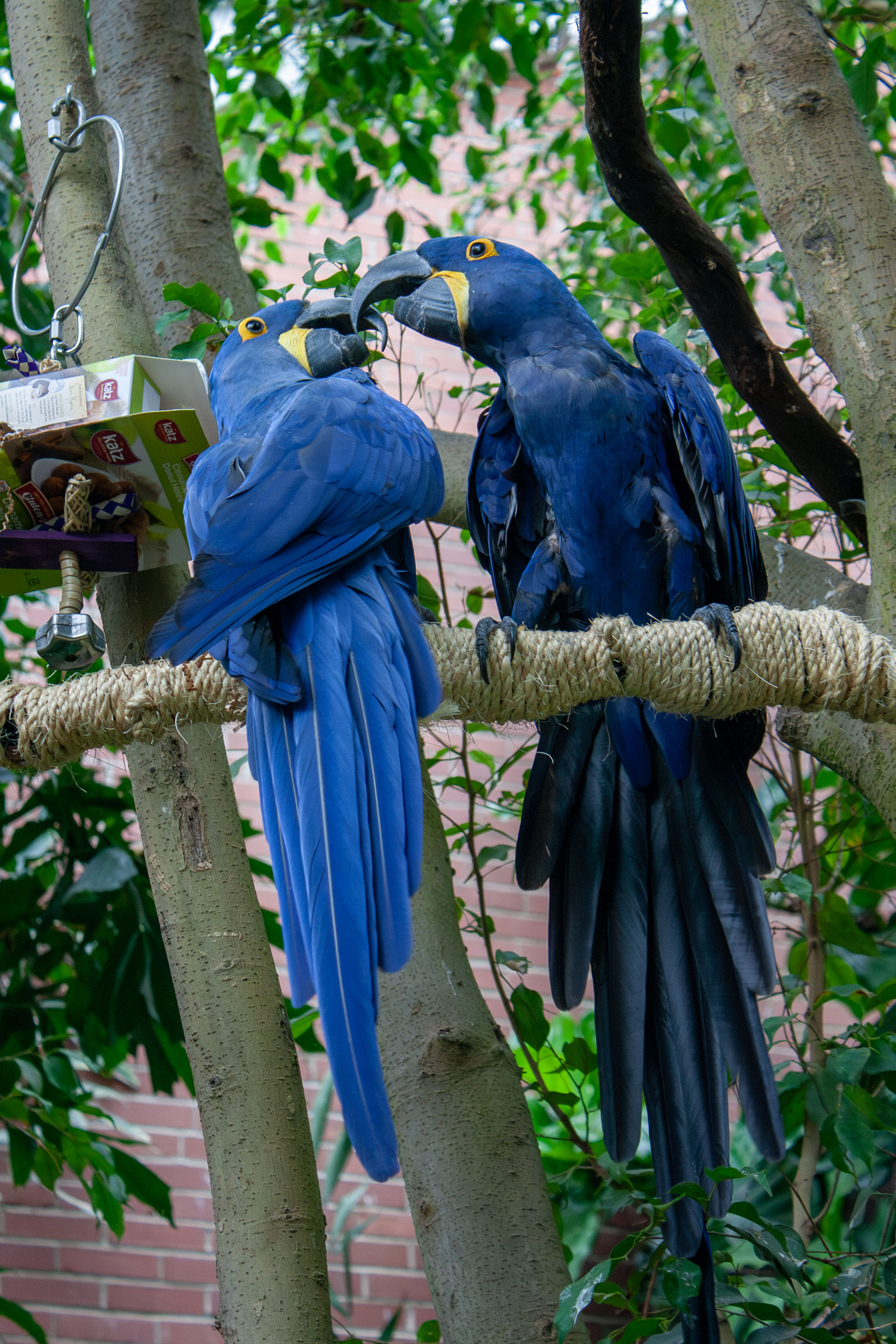 Benito and Sapphira