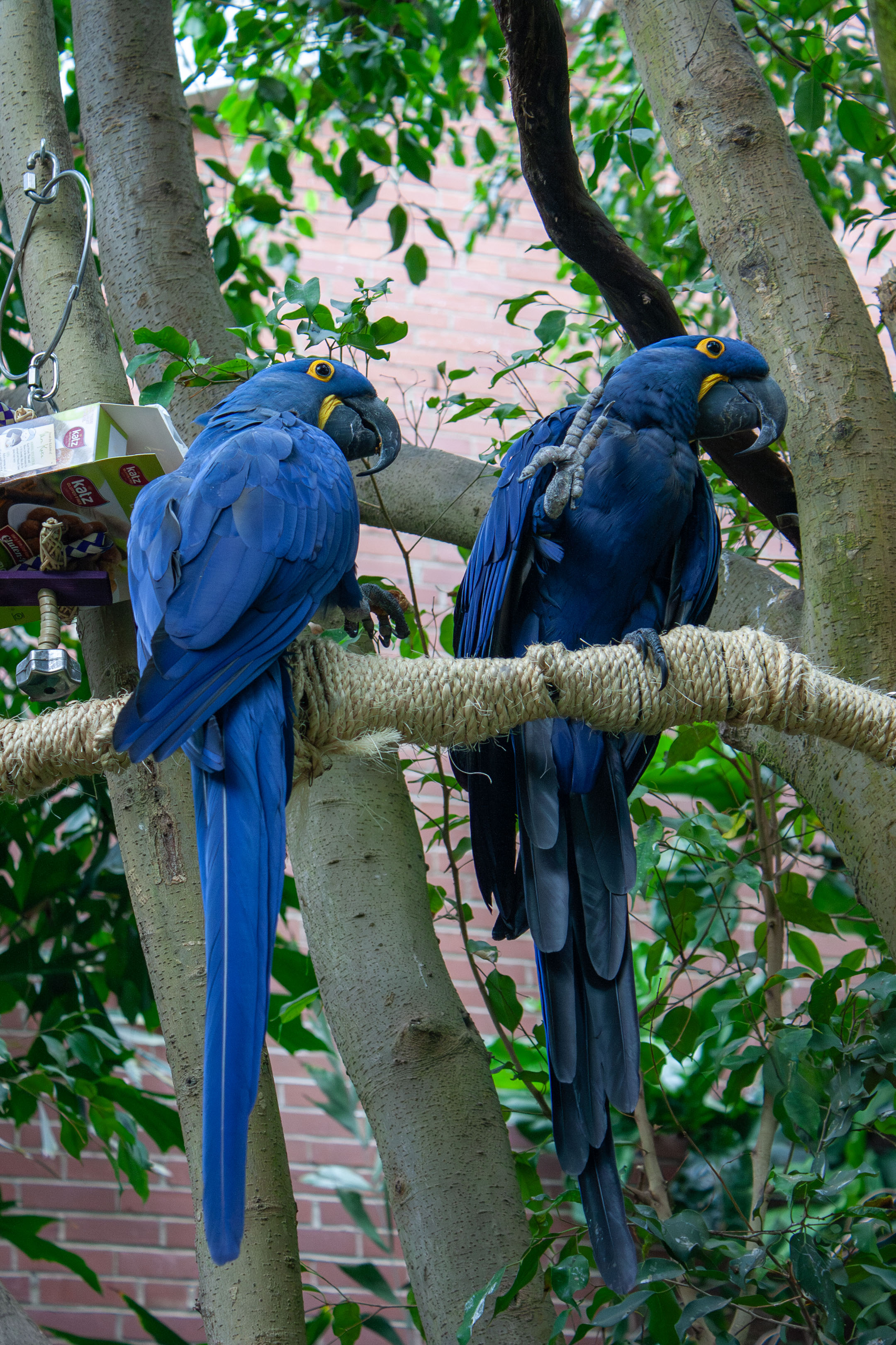 Benito and Sapphira