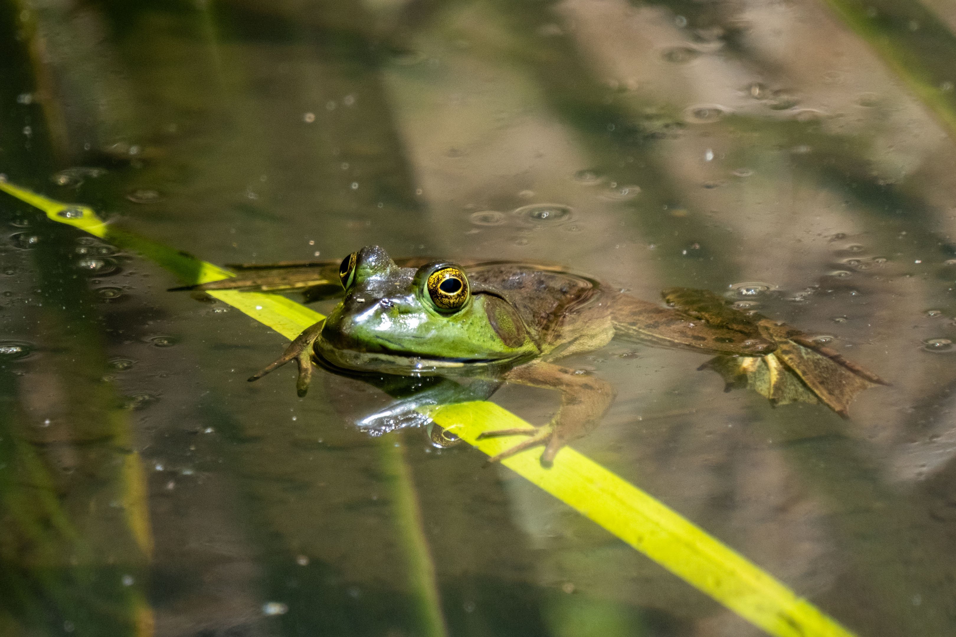 a frog chilling in shallow water