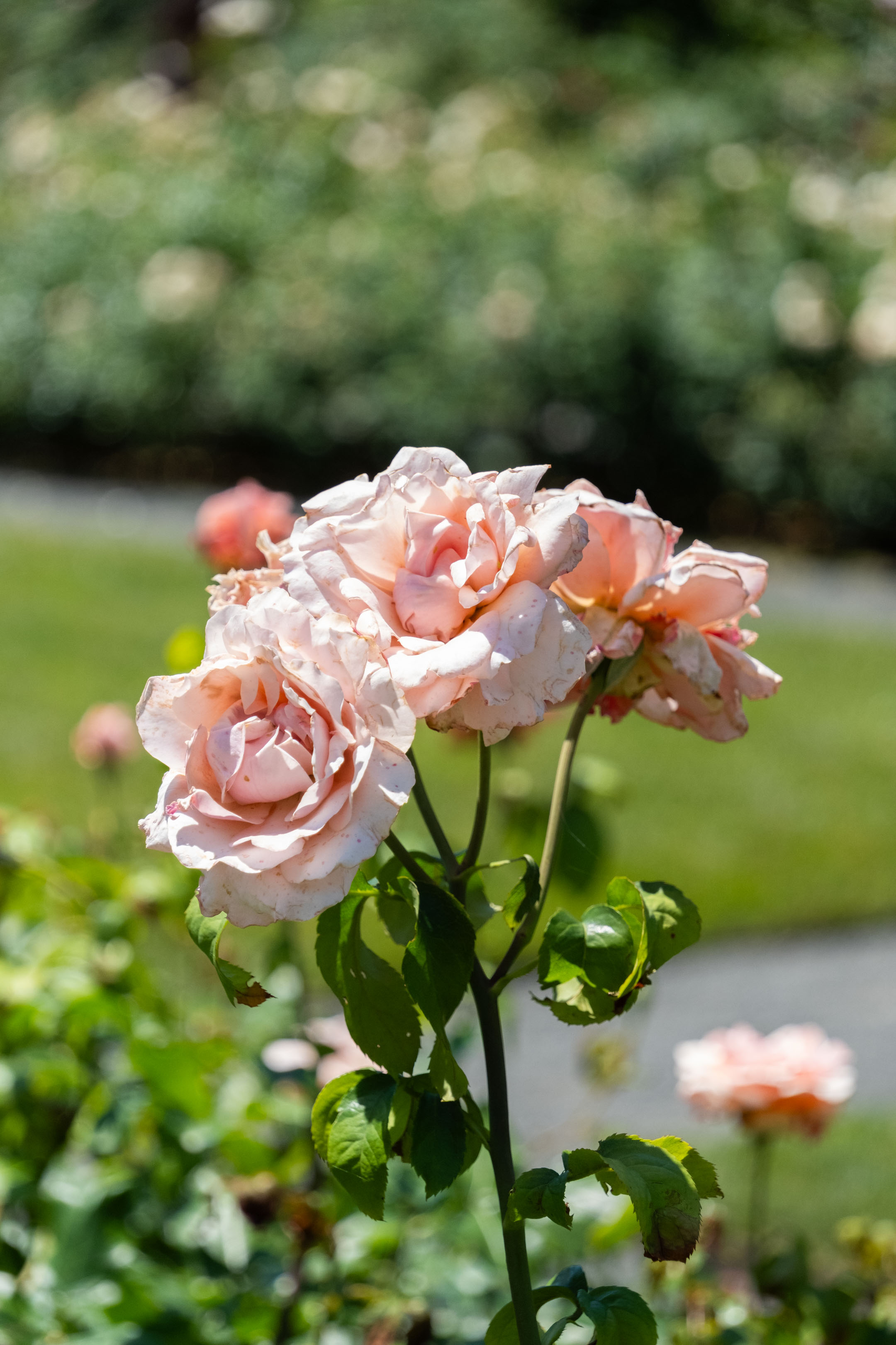 three pale pink roses on the same stem