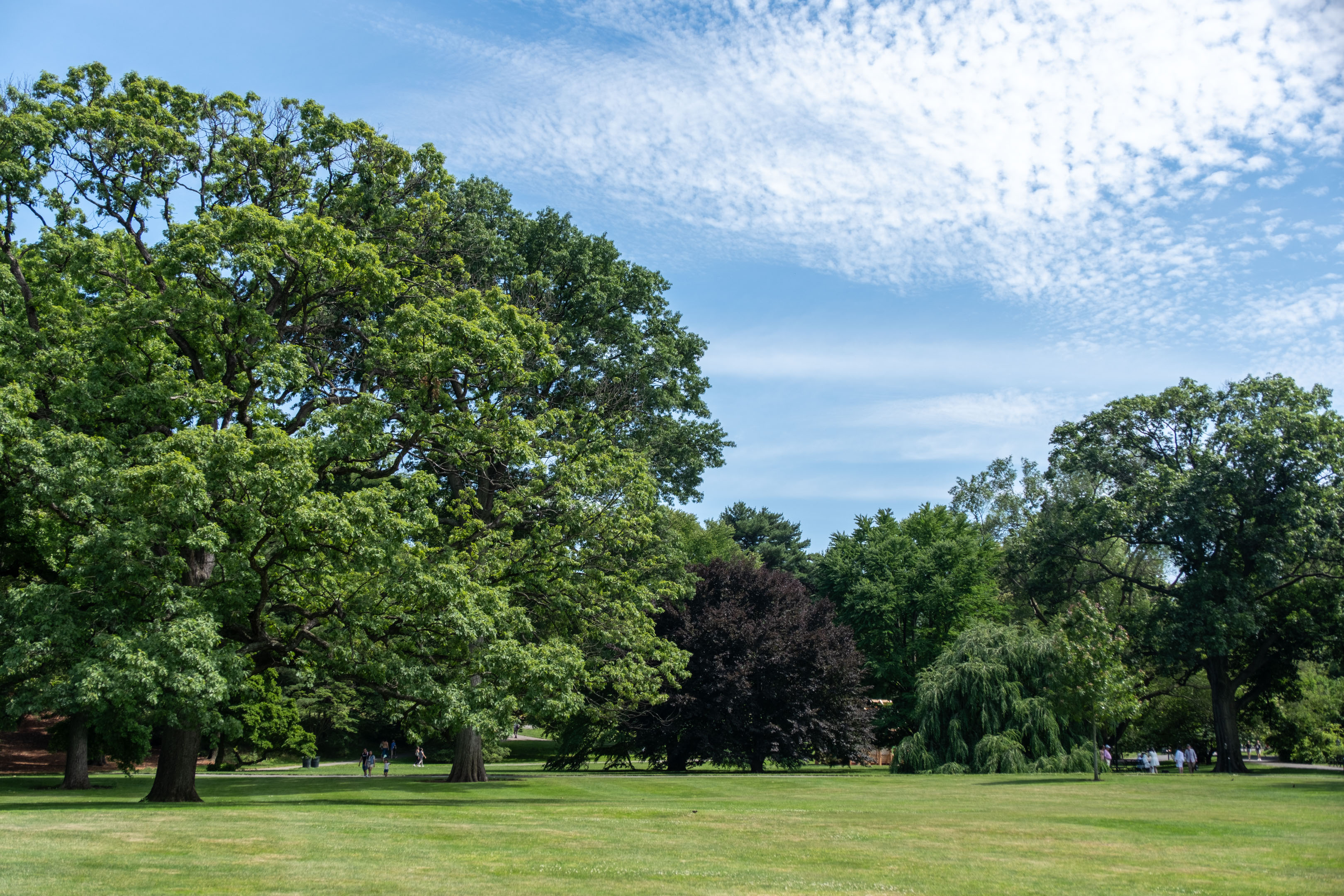 some large trees under the blue sky