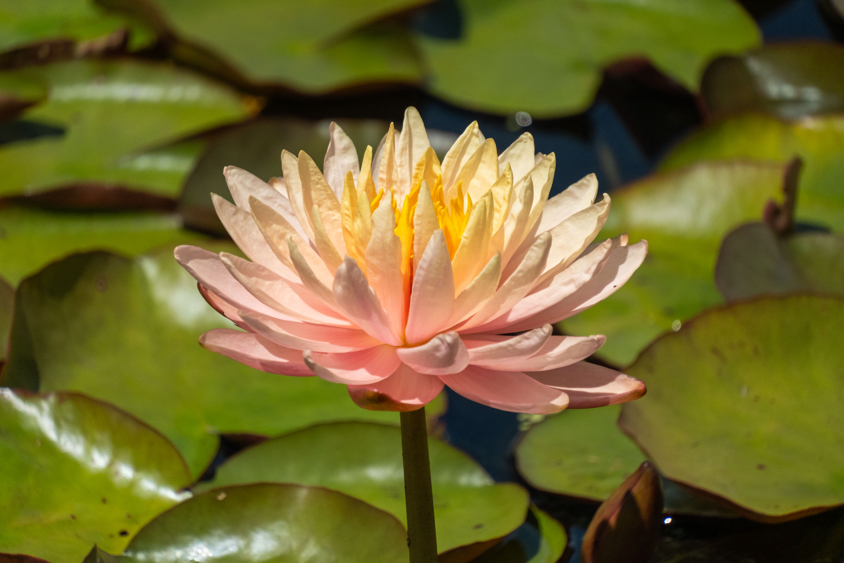 a pink and yellow water lily