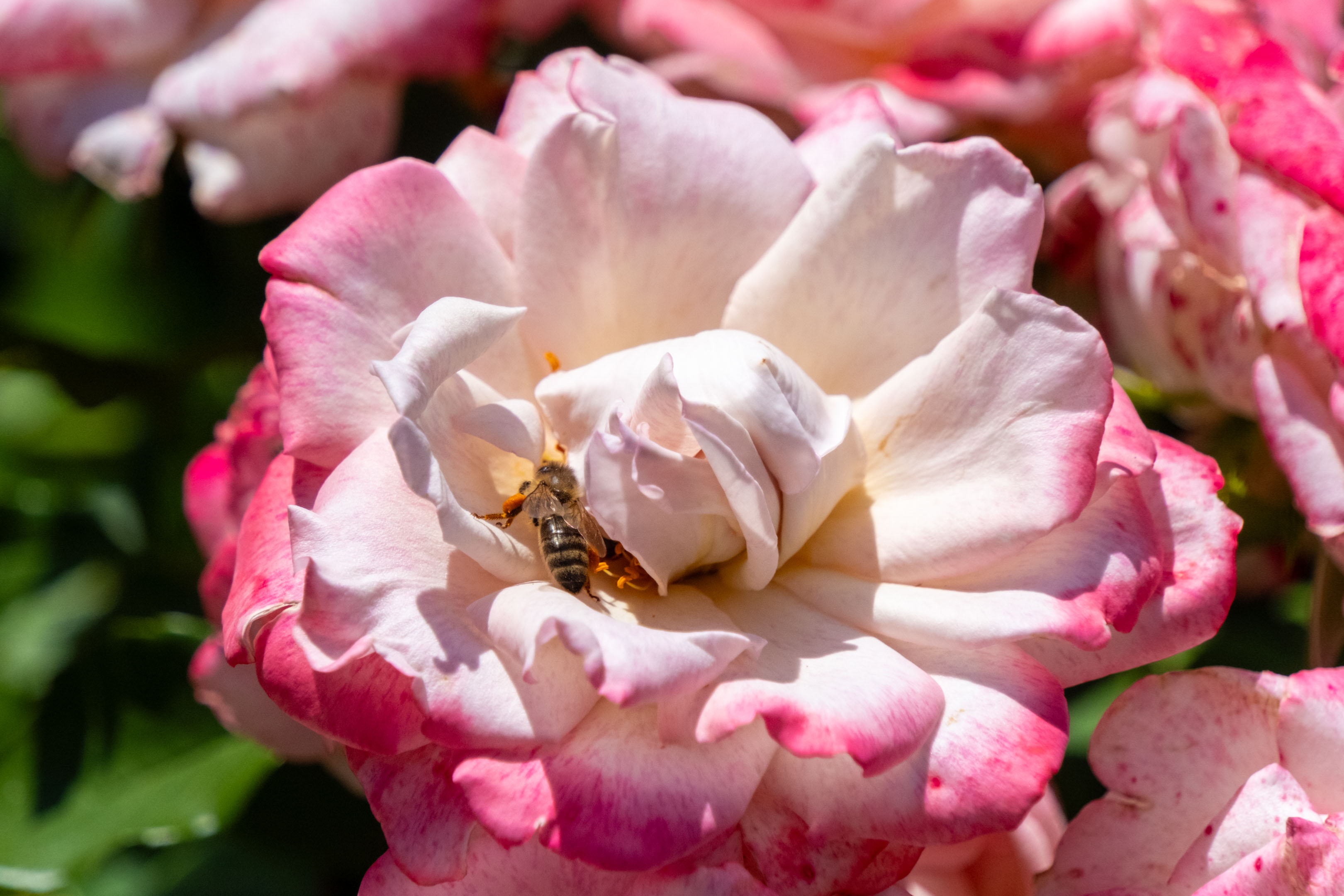 a pink and white rose with a bee inside