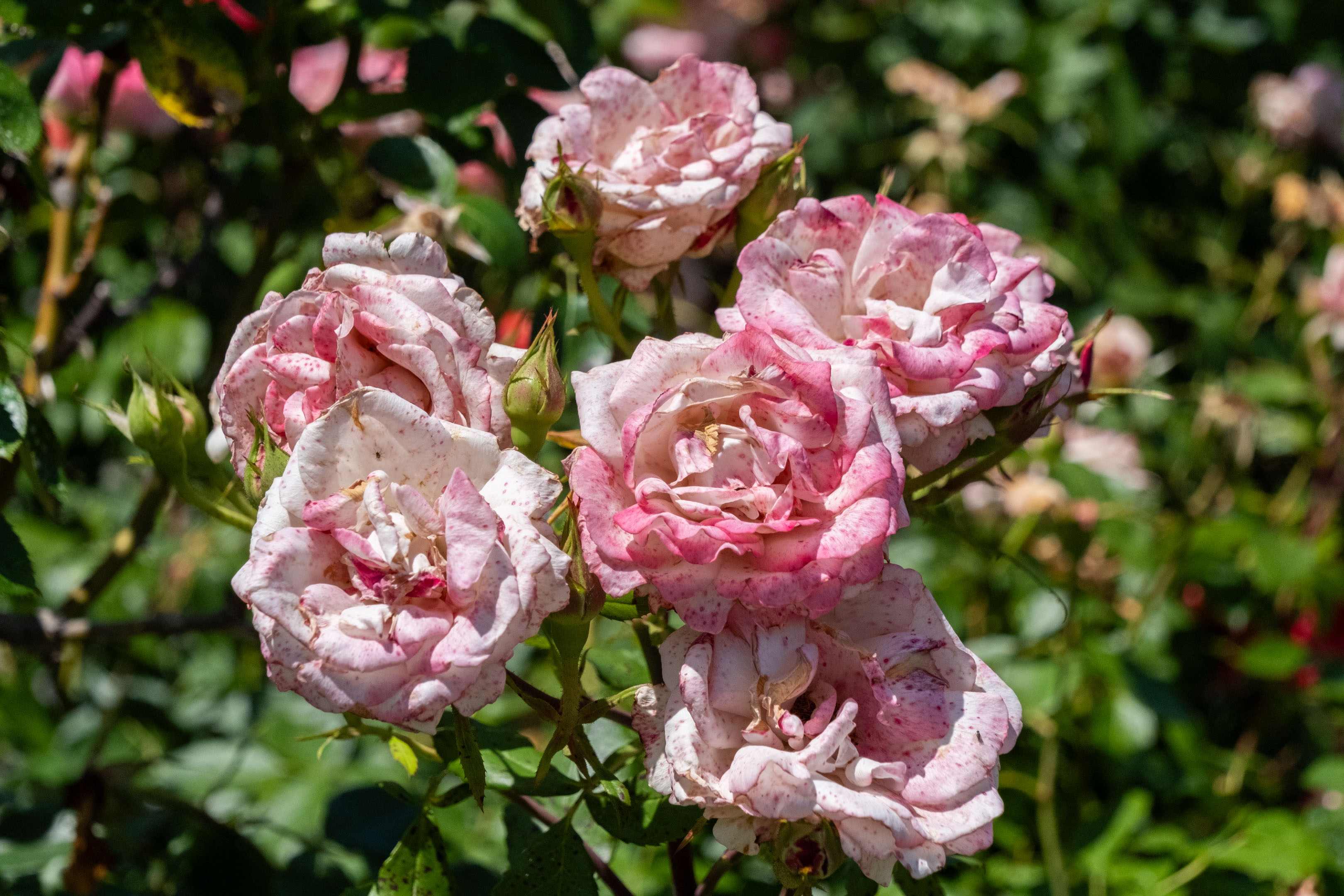 a stem of pink roses that have started to wither