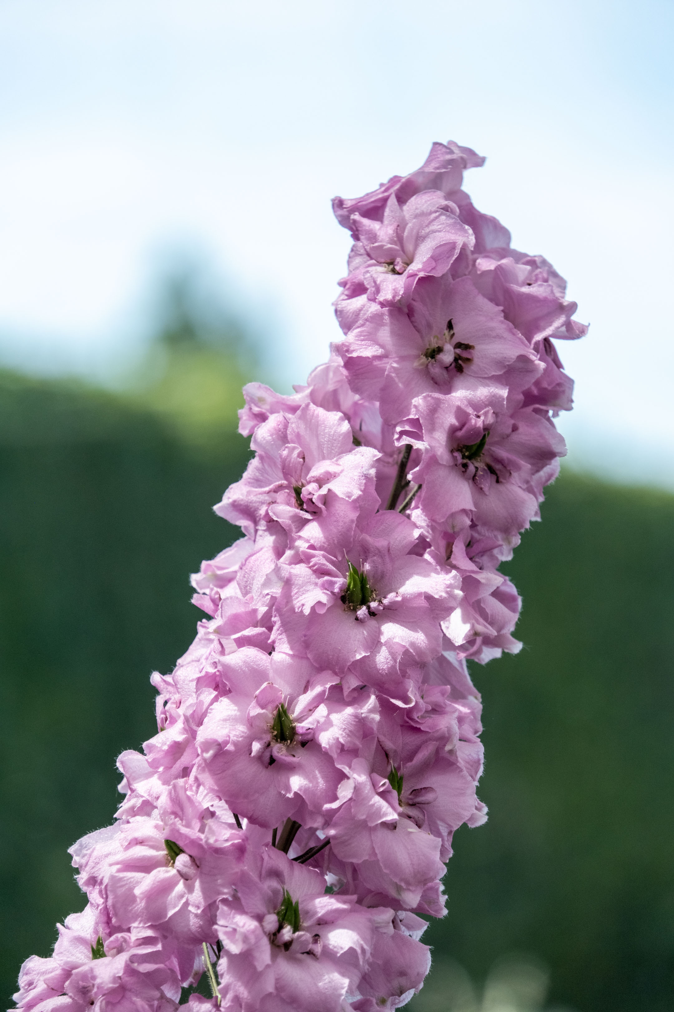 purple flowers on a stem