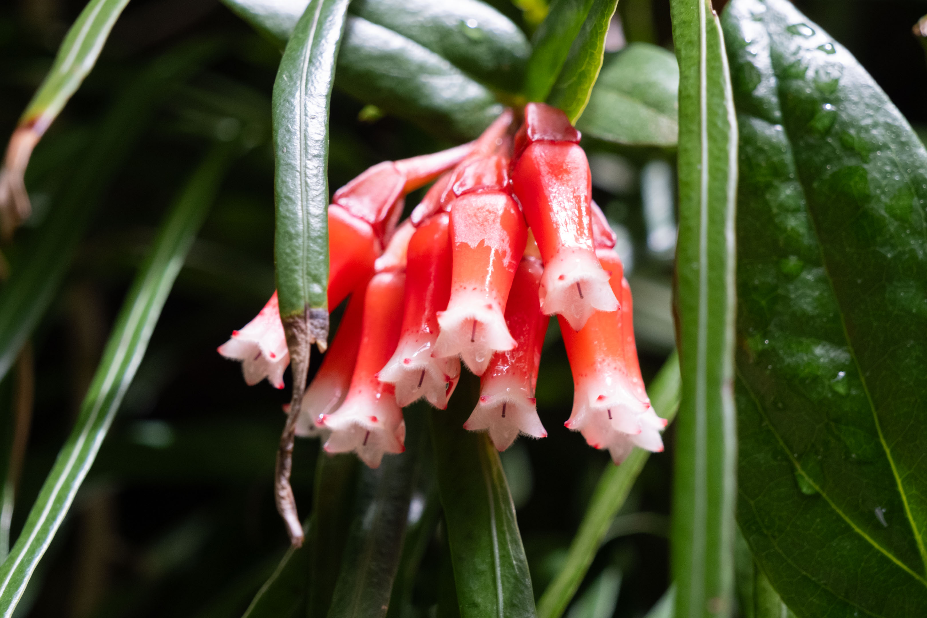 red bell-shaped flowers hanging upside down with white rims