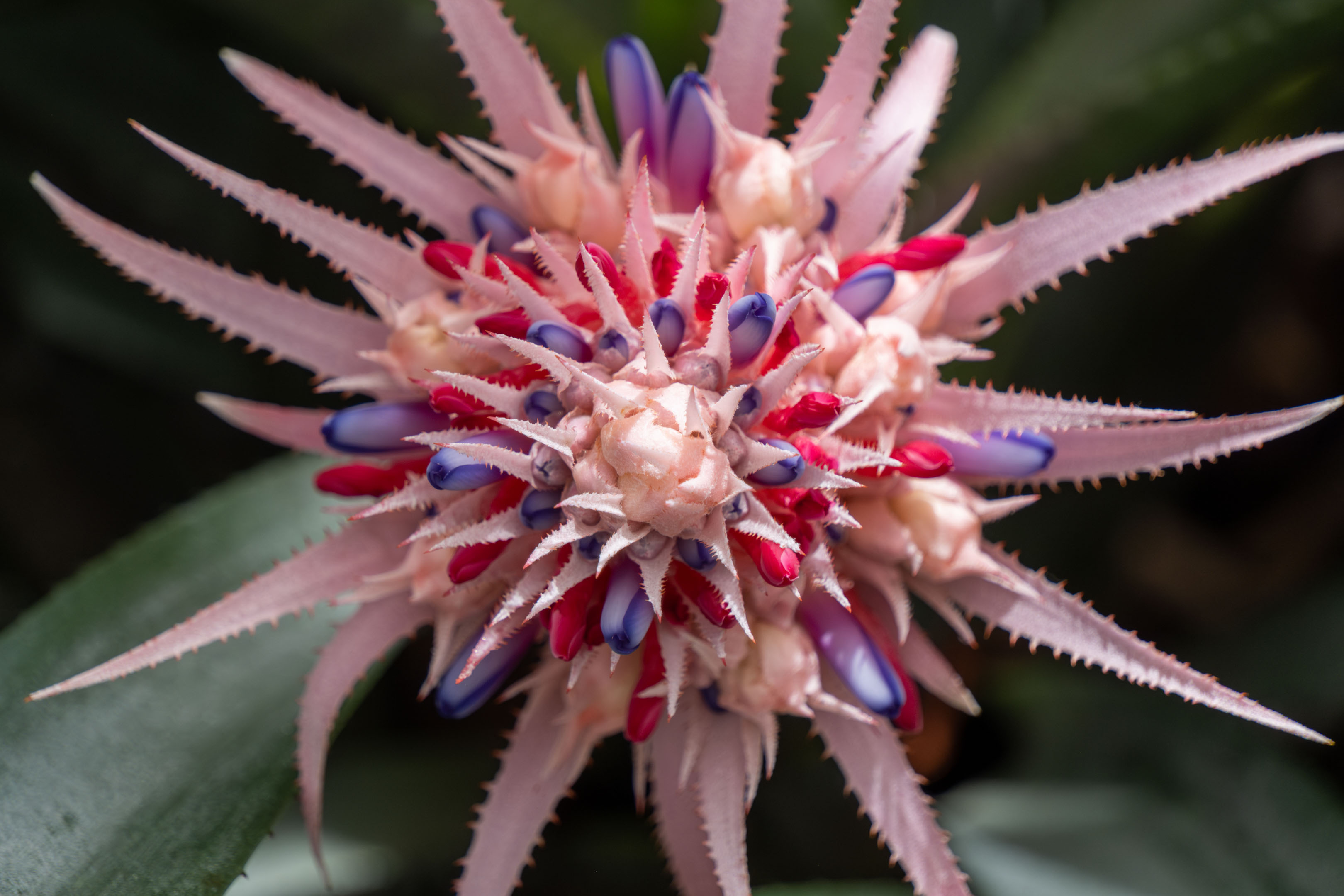 a weird spiky flower that's mainly pink but also has red and purple