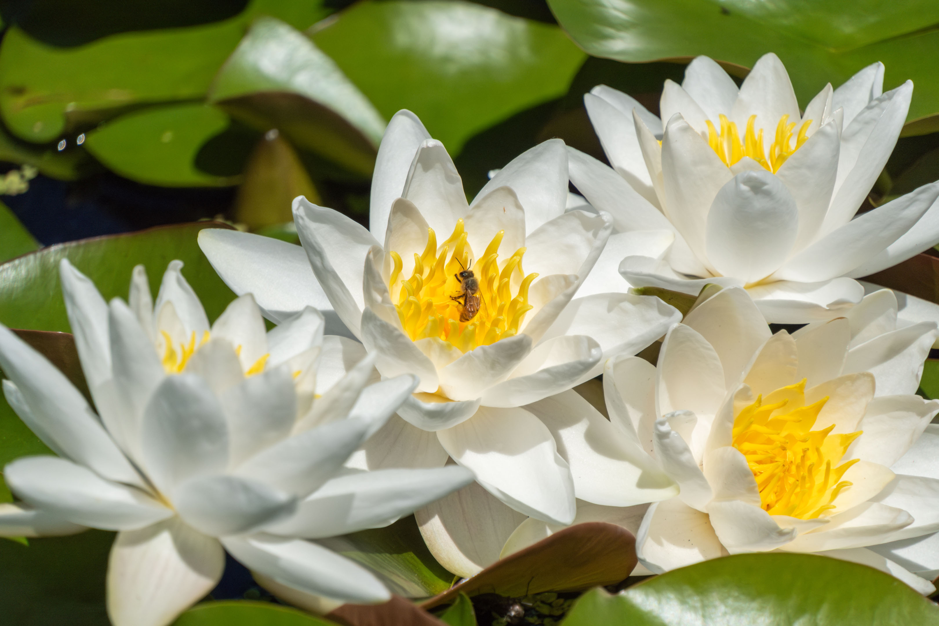 white water lilies with a bee inside one of them