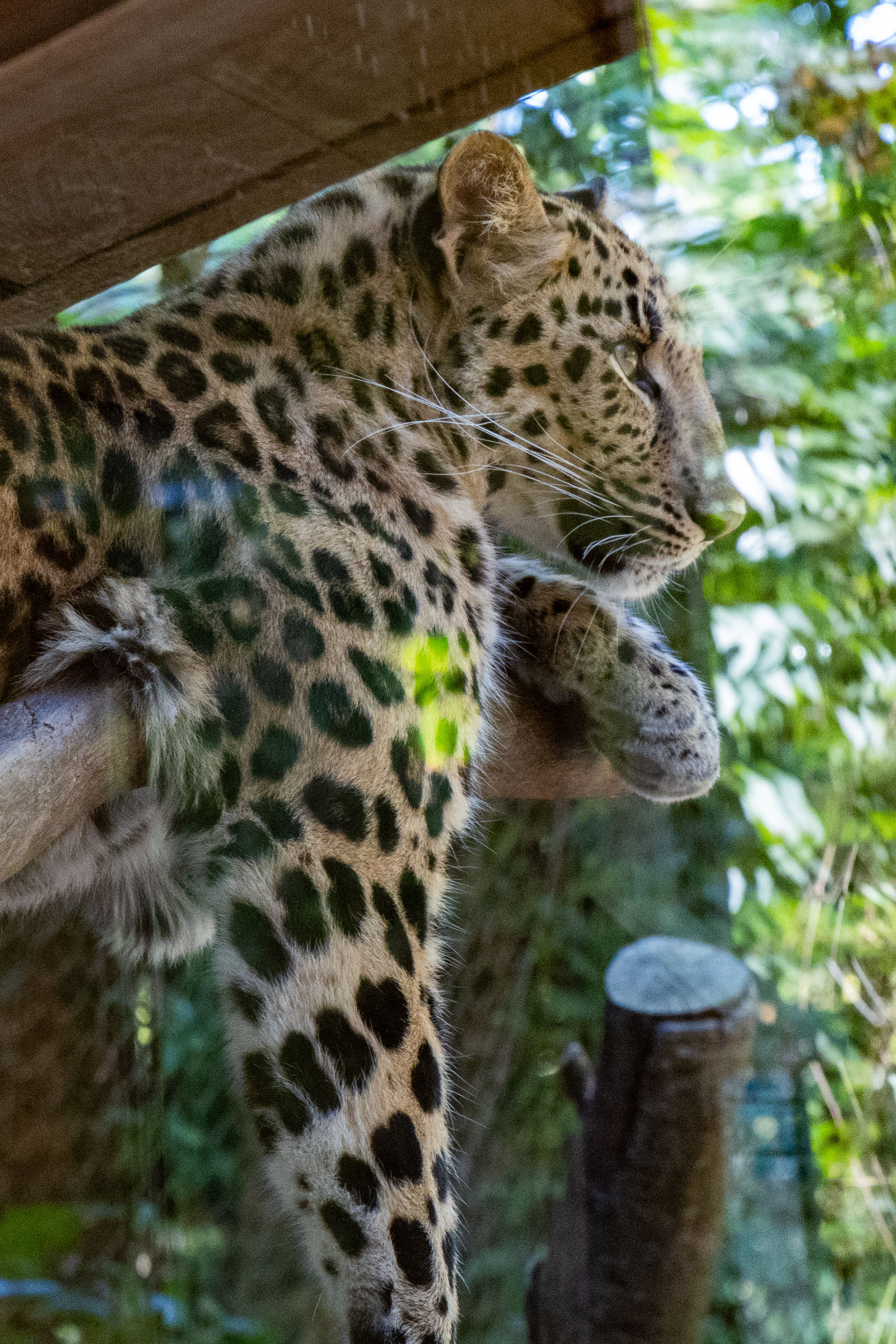 a leopard lying on a tree branch