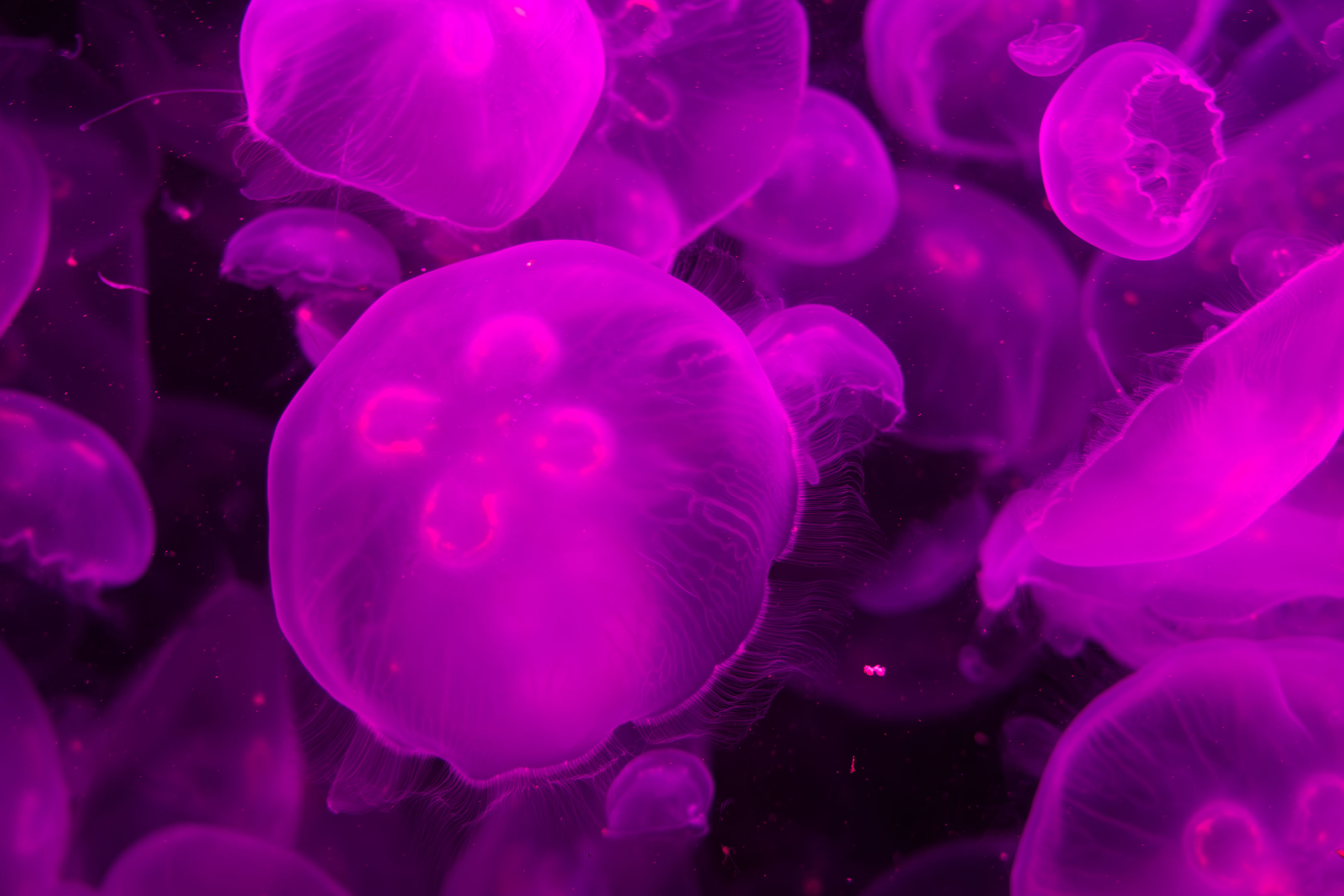 jellyfish under purple light