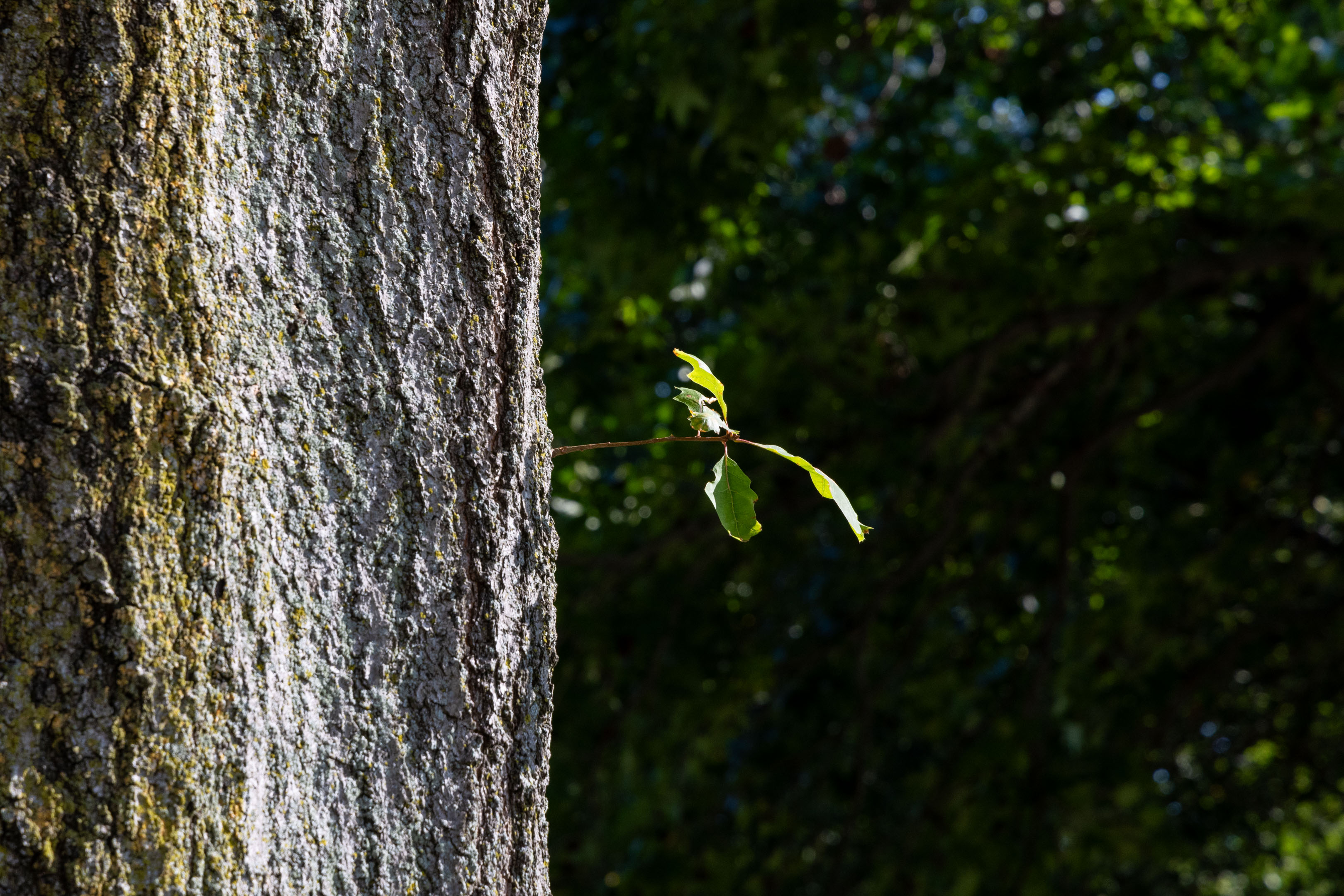 a single leaf sticking out horizontally from the trunk of a tree