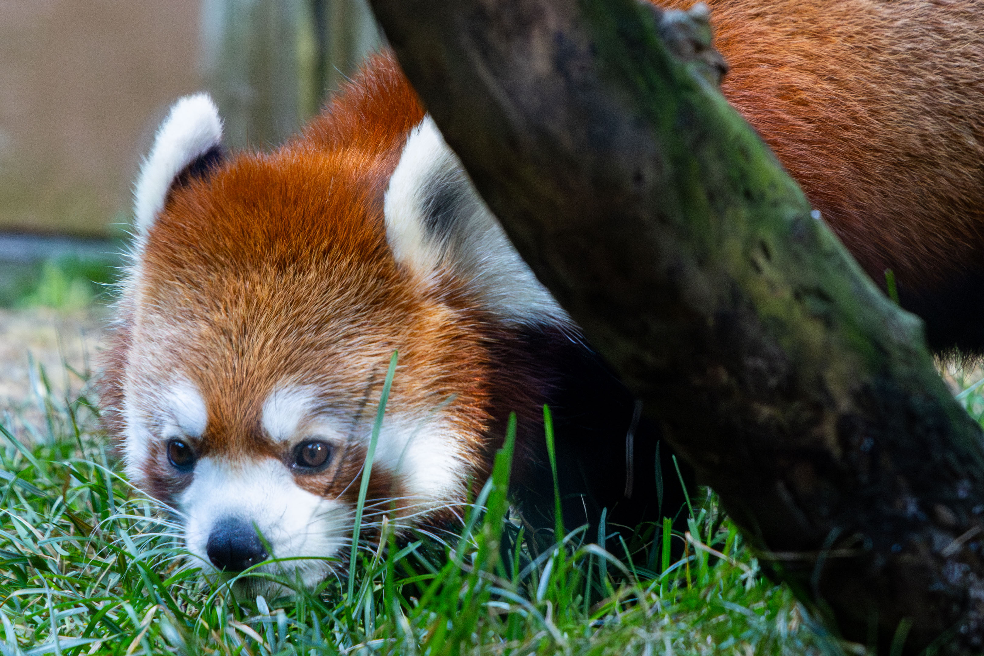 a red panda sniffing the grass