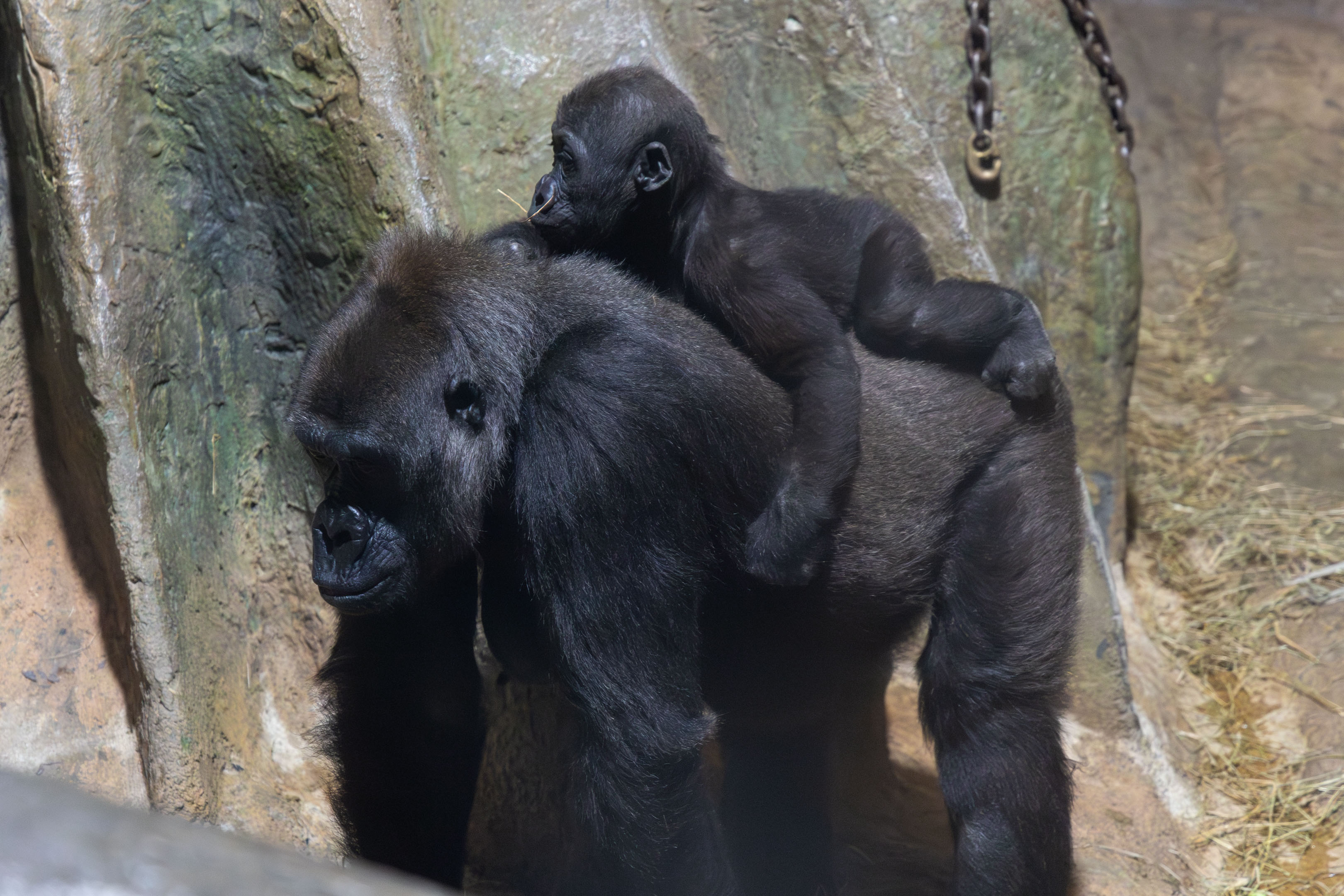 an adult gorilla carrying a baby gorilla on its back