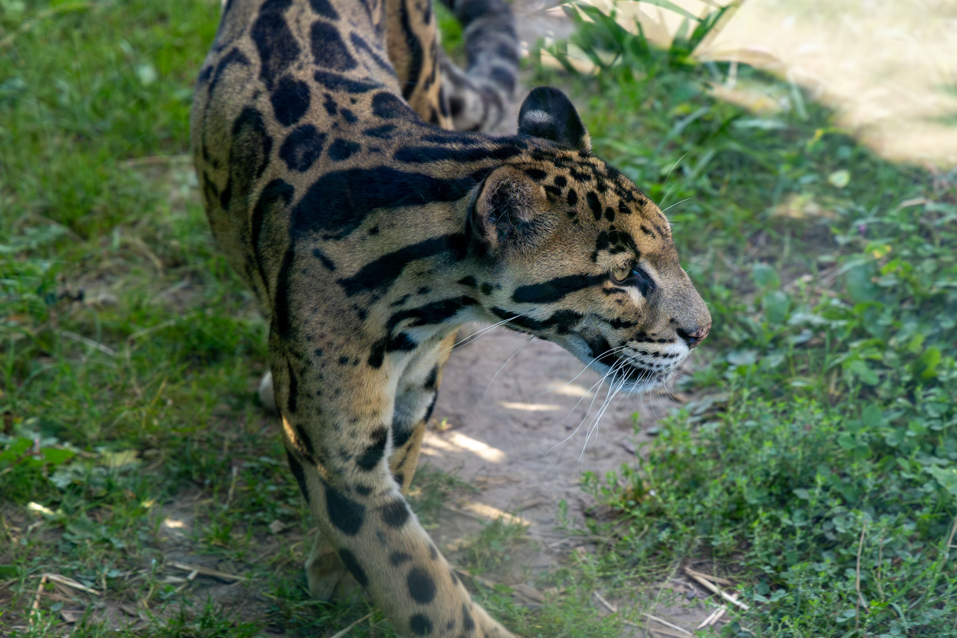 a leopard walking