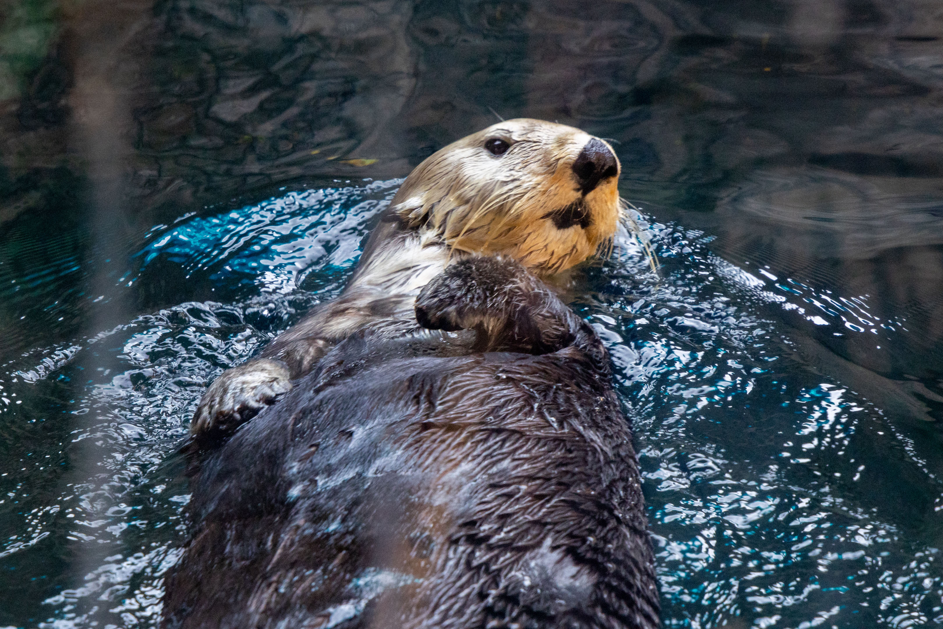 a seal swimming with its belly up