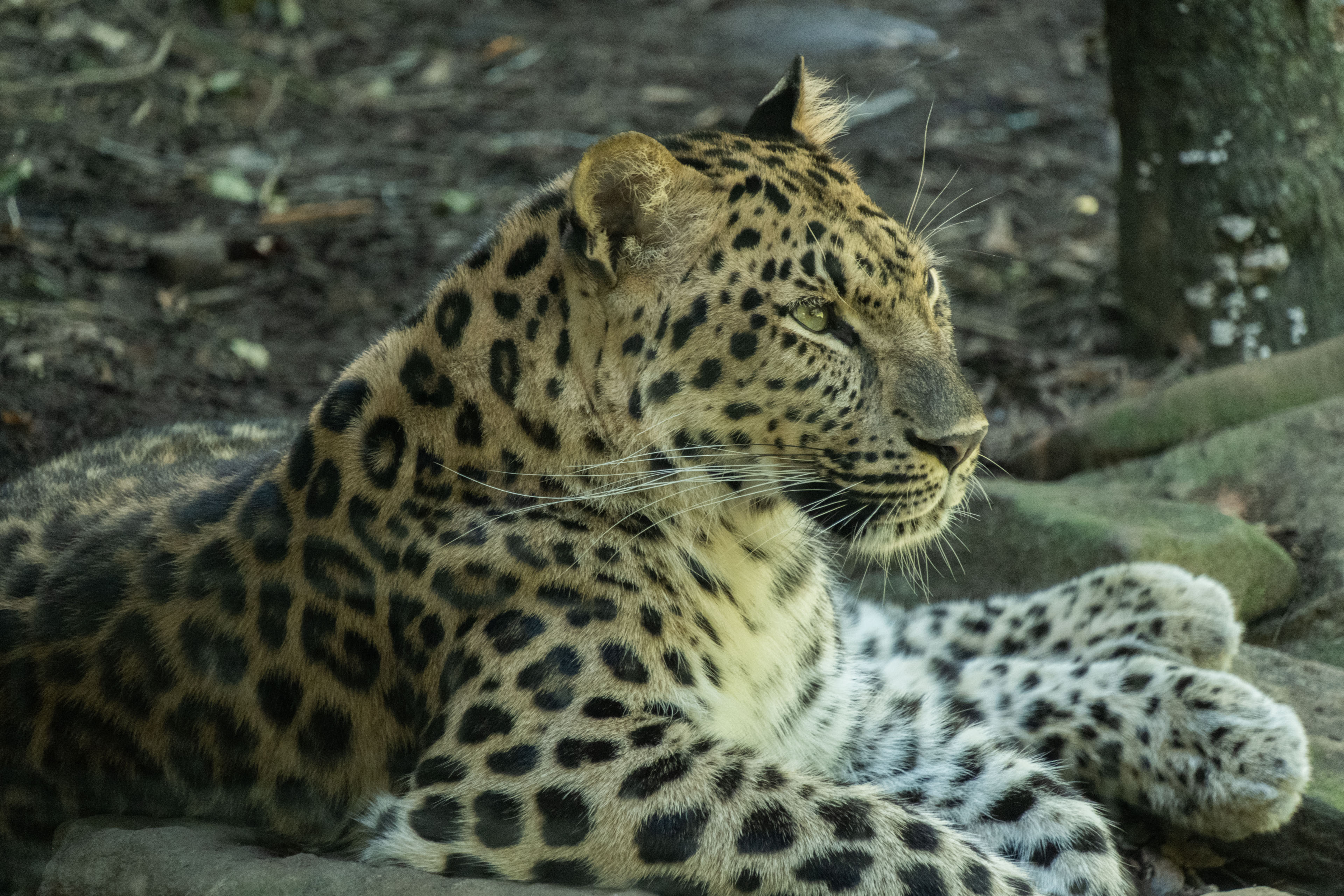 an amur leopard
