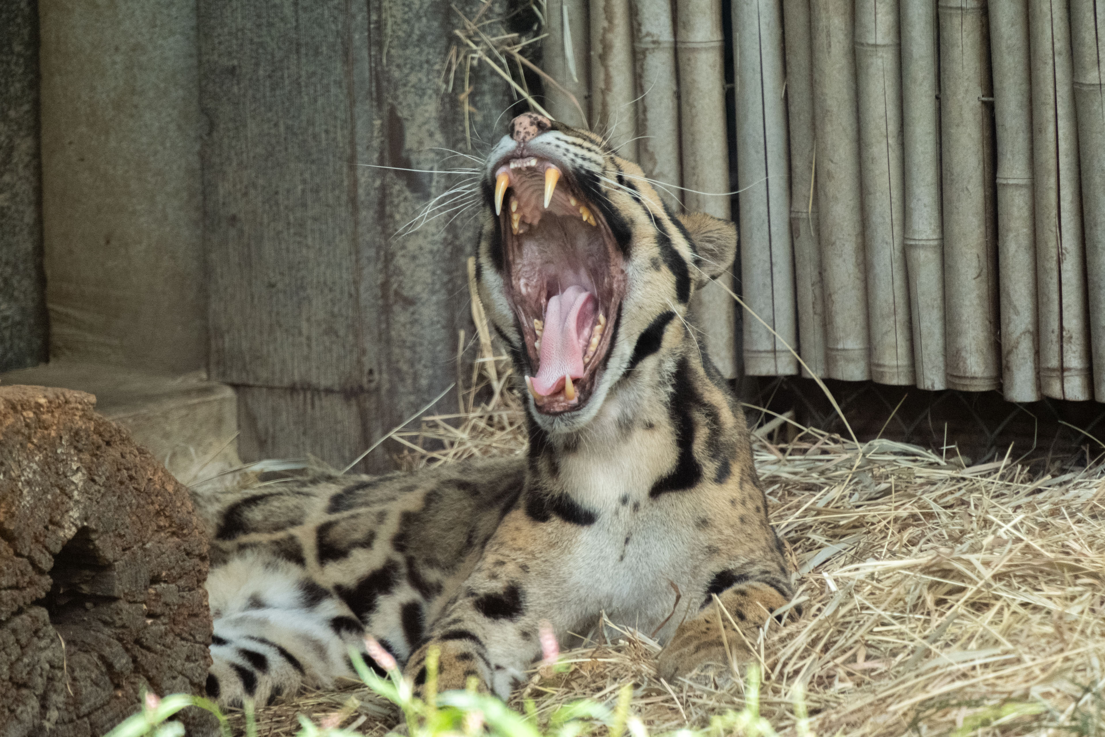 a yawning big cat
