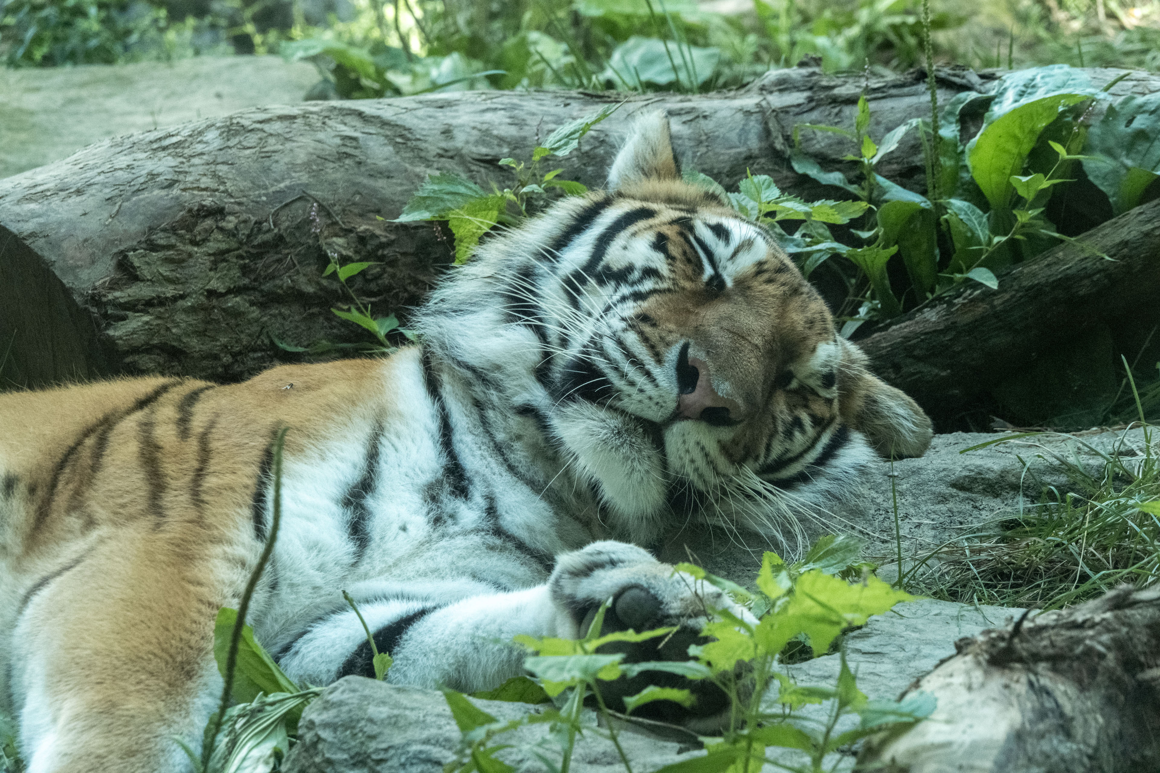 a sleeping amur tiger