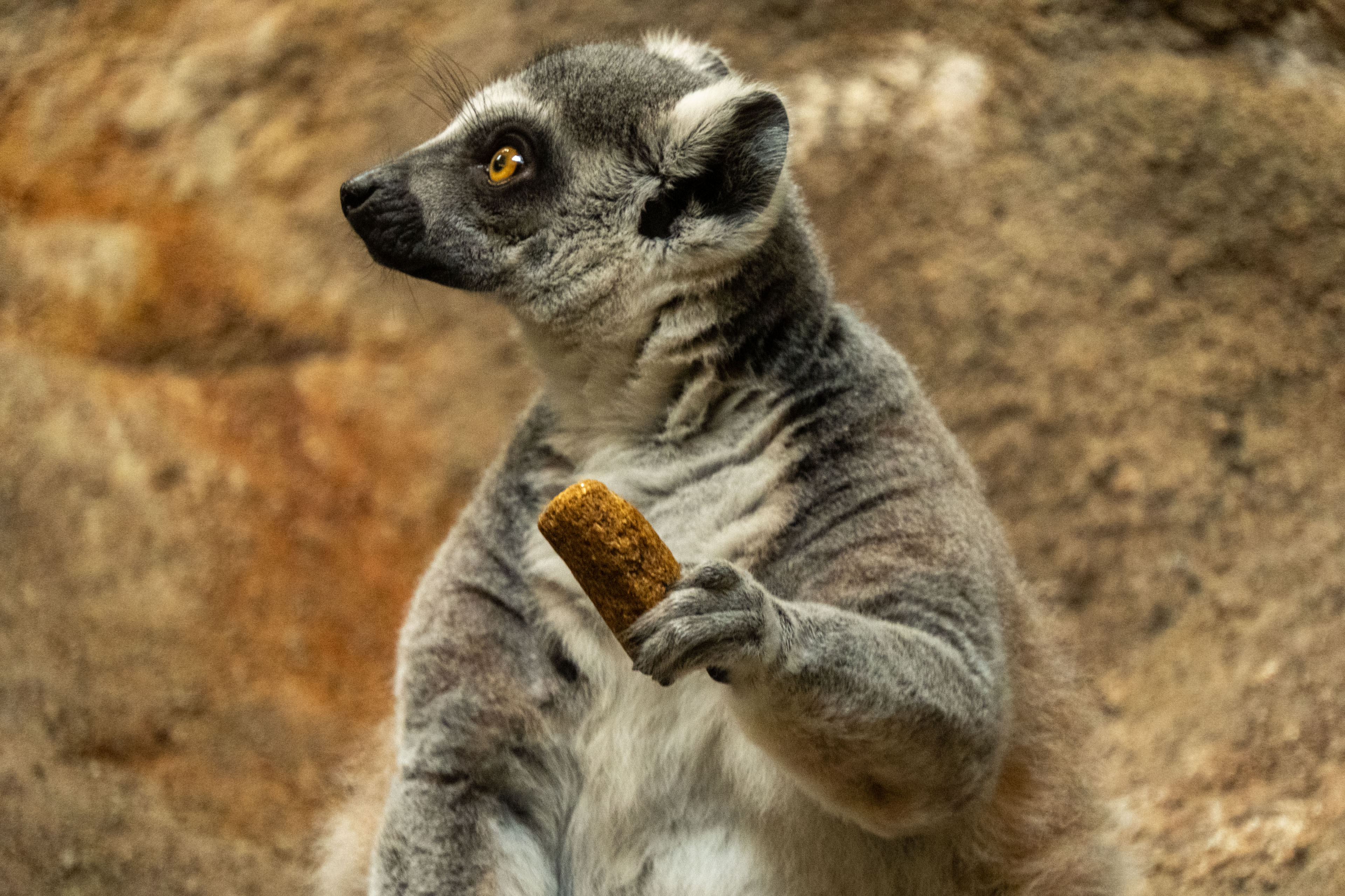 a lemur holding some food in its claw