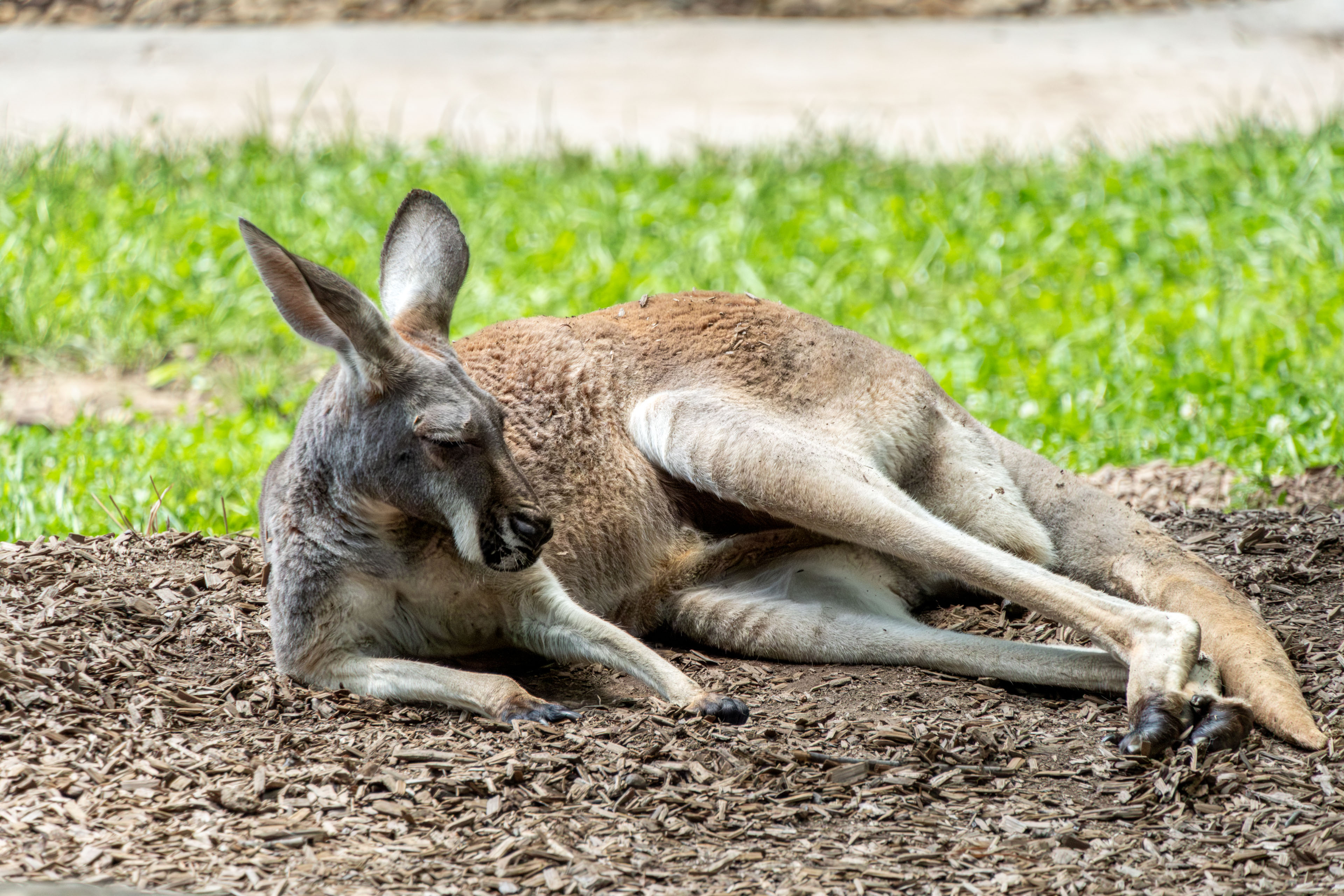 a wallaby lying on the grass