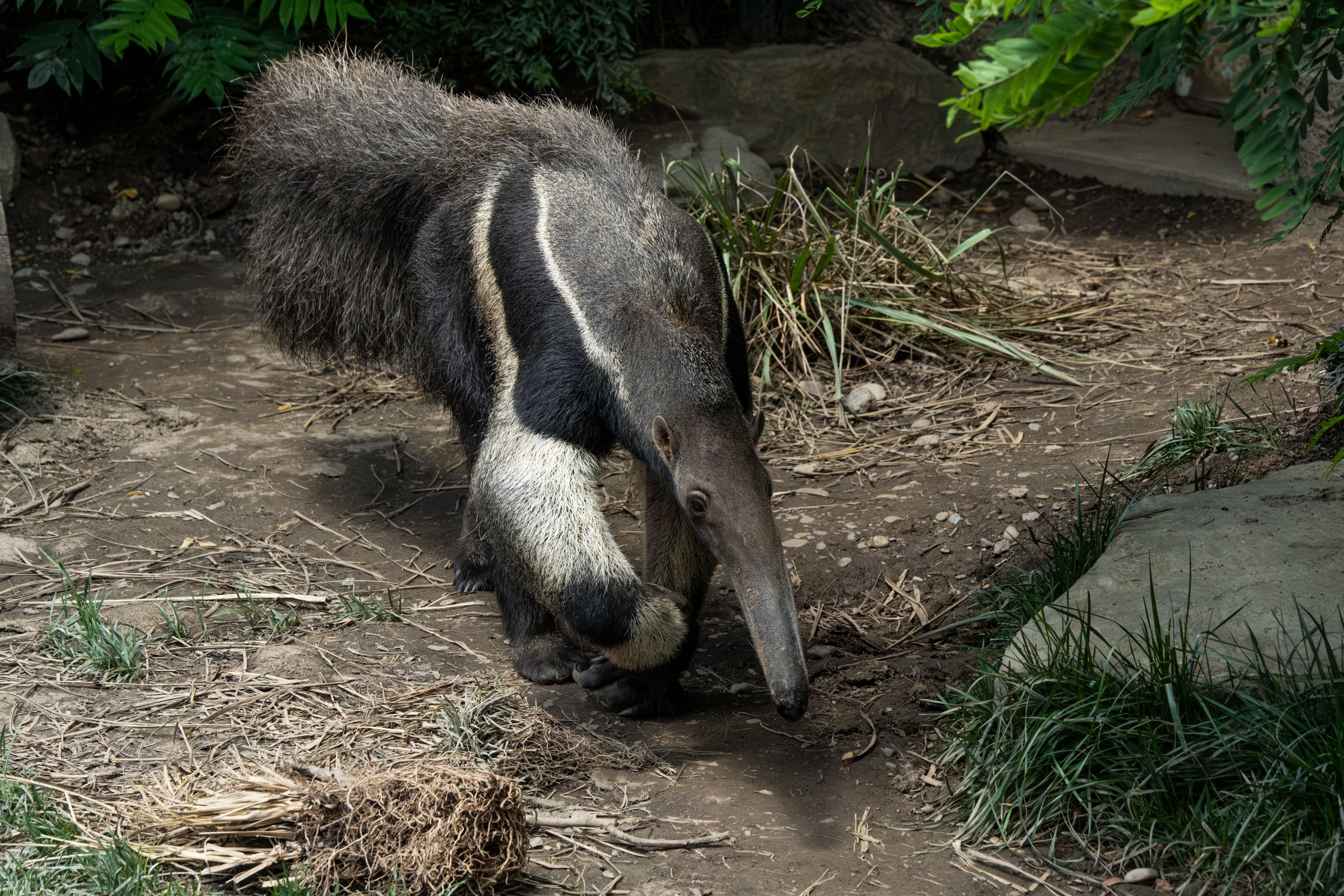 a giant anteater walking