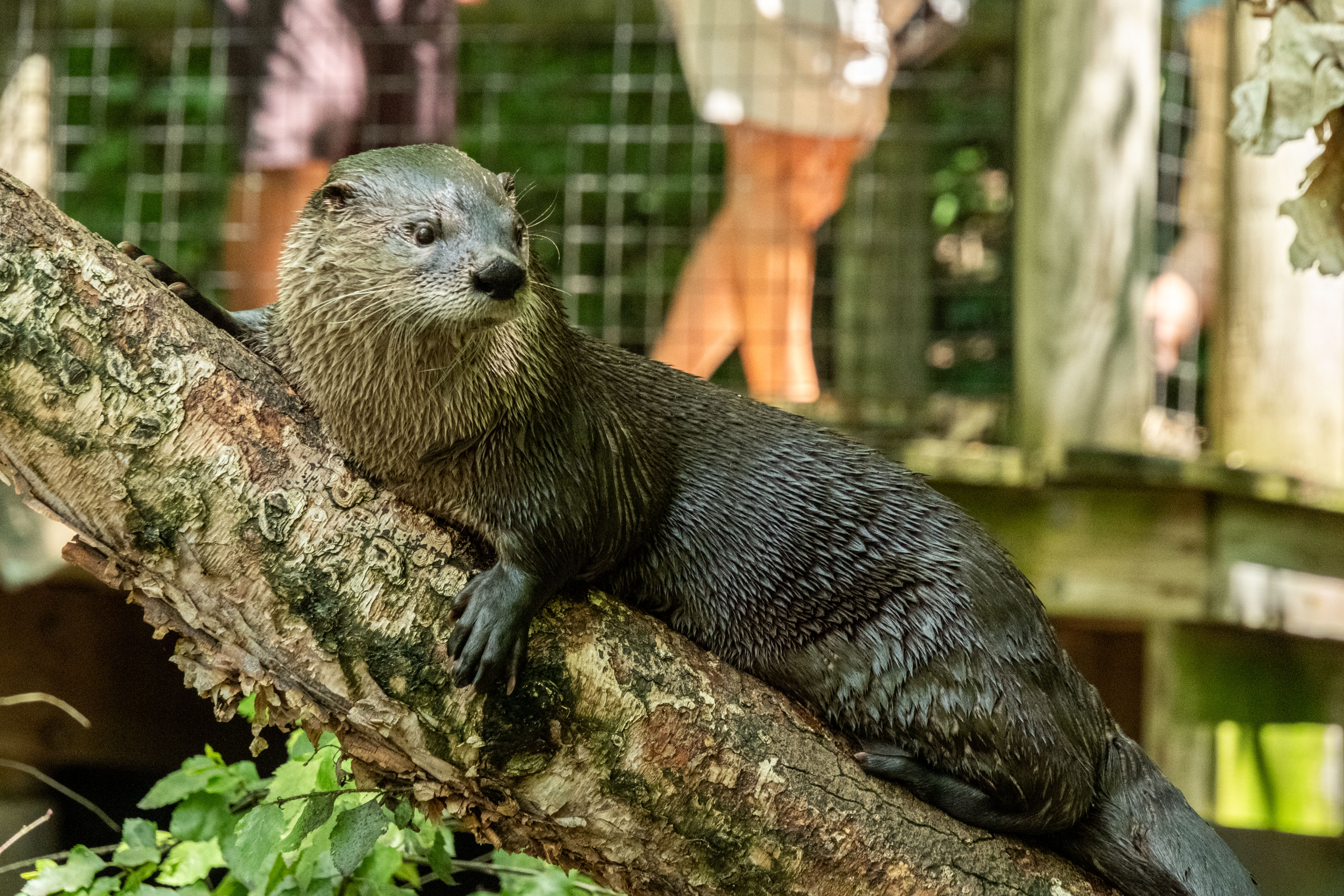 a river otter resting on a tree branch