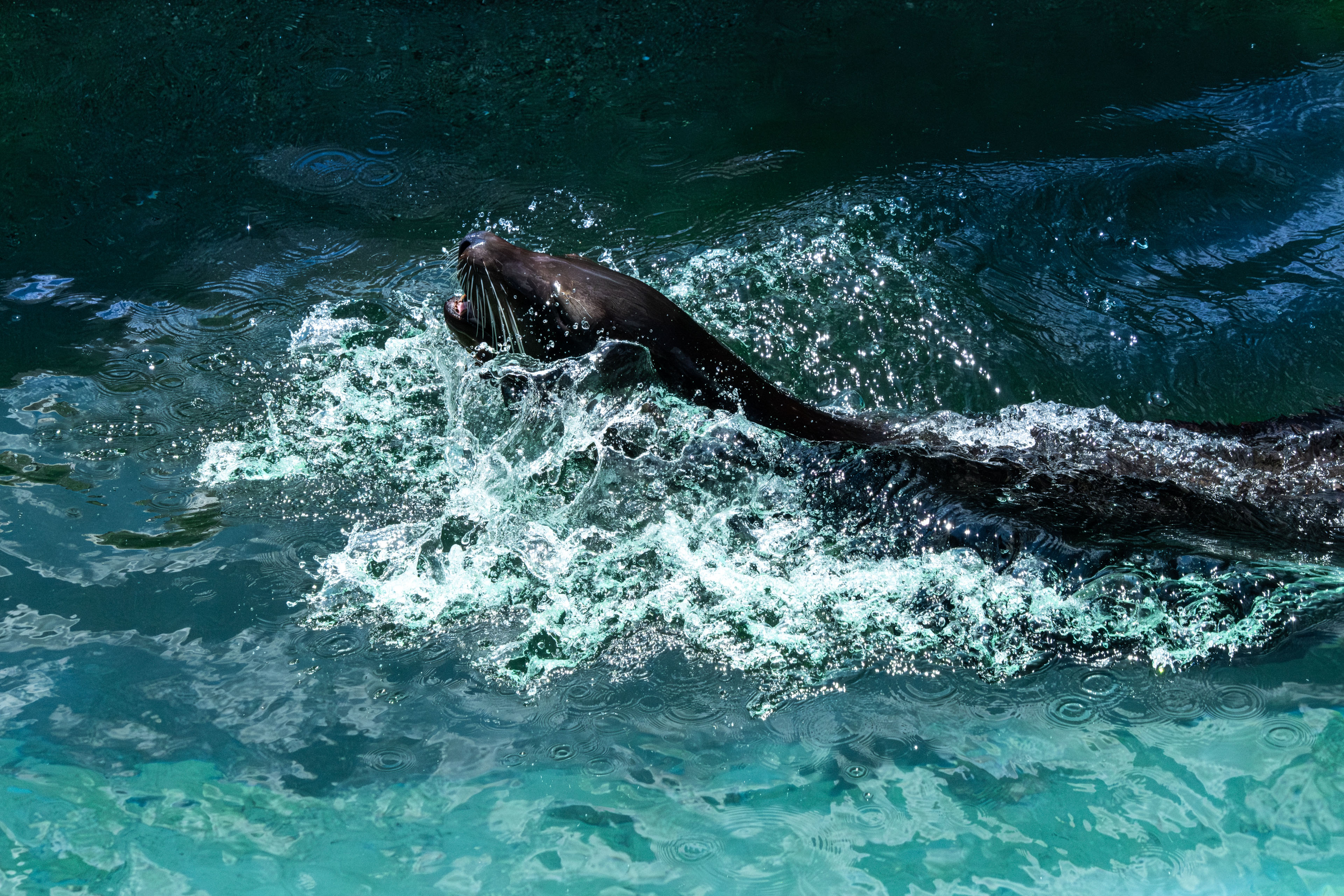 a sea lion swimming in water