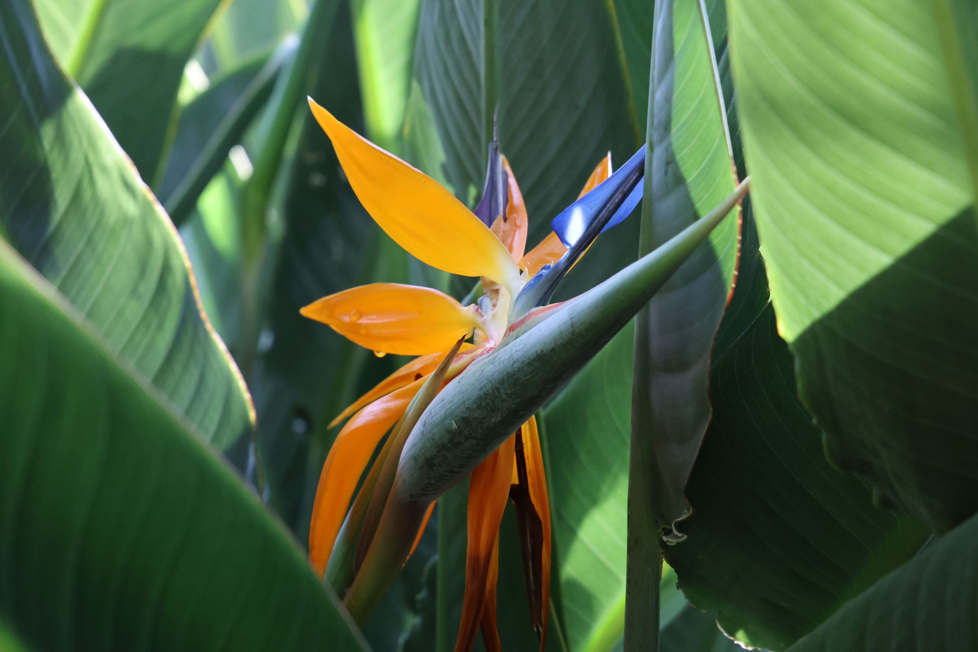 a bird of paradise among leaves