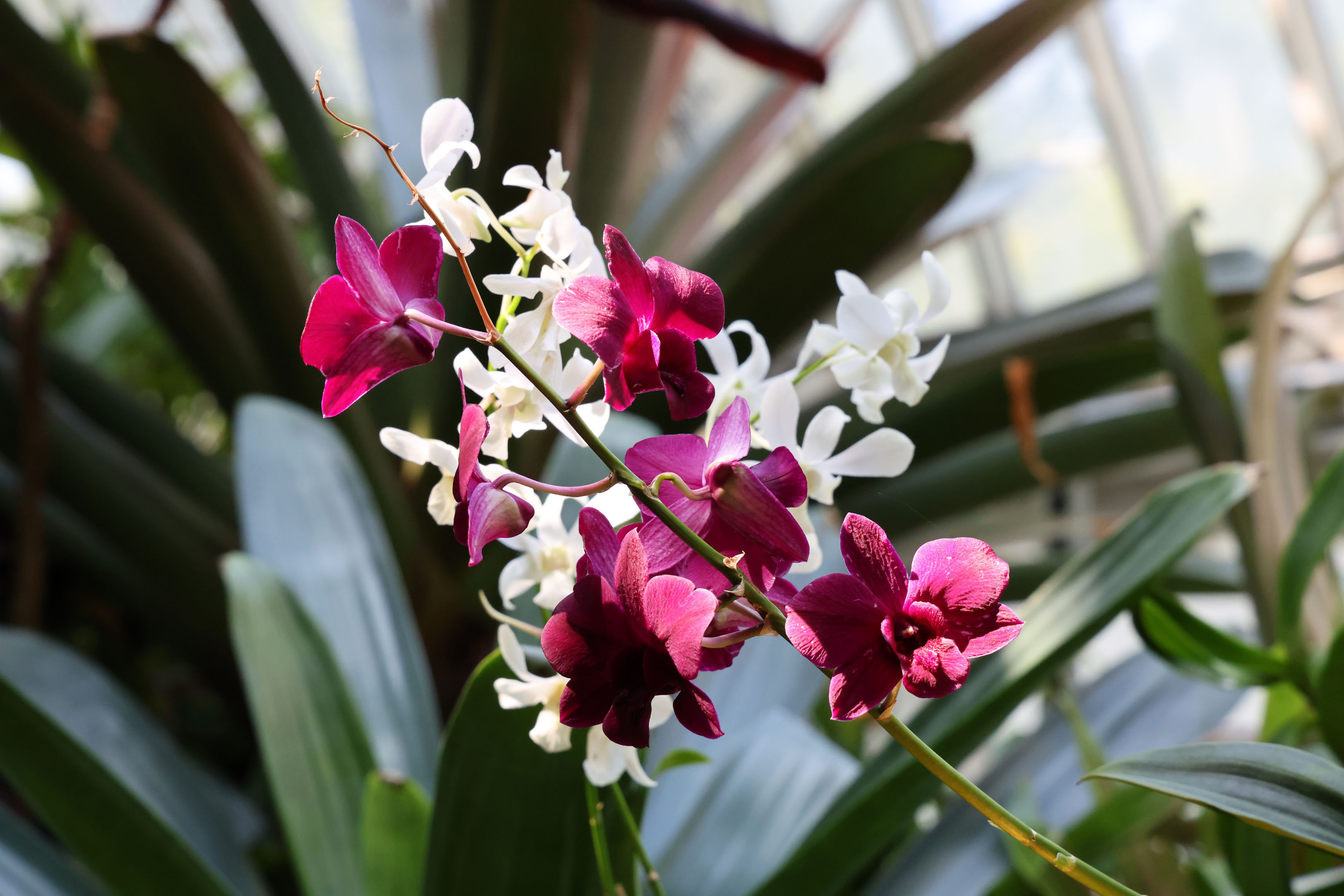 a purple-pink orchid and a white orchid overlapping