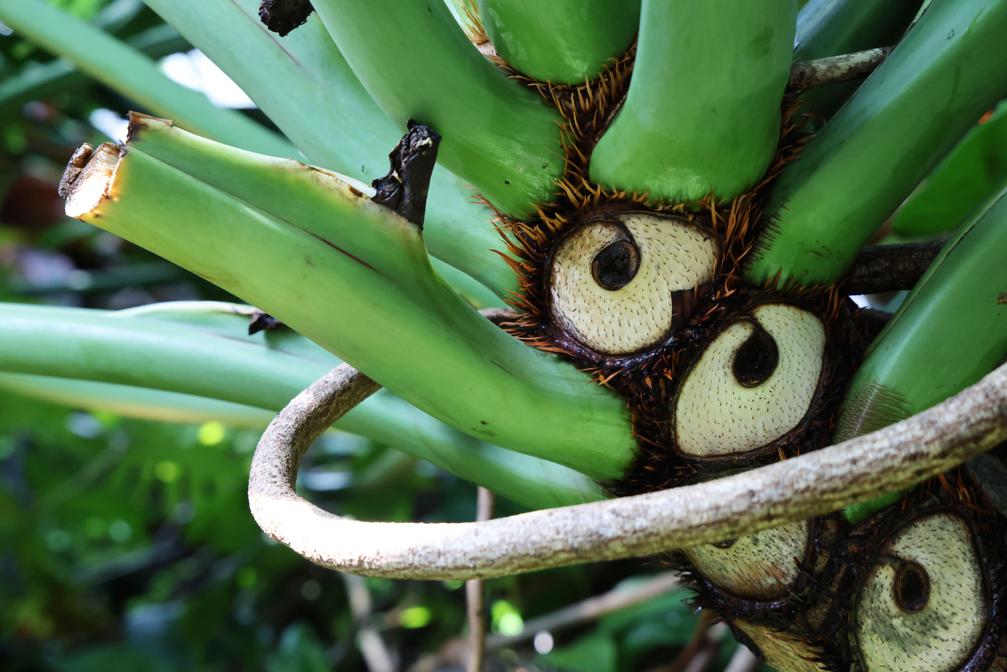 a weird looking plant that resembles a bird with two large eyes and a long green beek