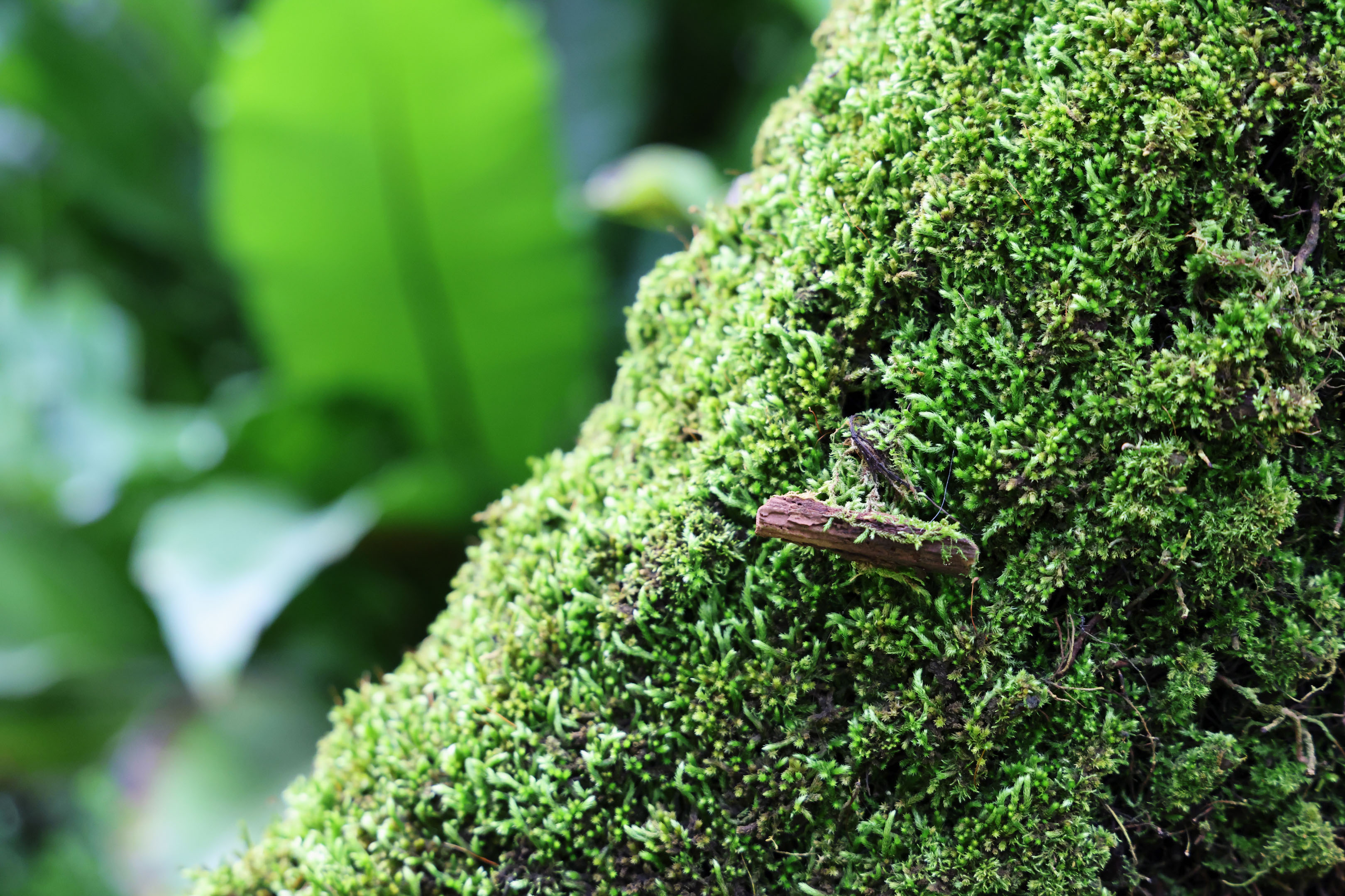 close up shot of a tiny piece of log on a tree branch covered in mosses