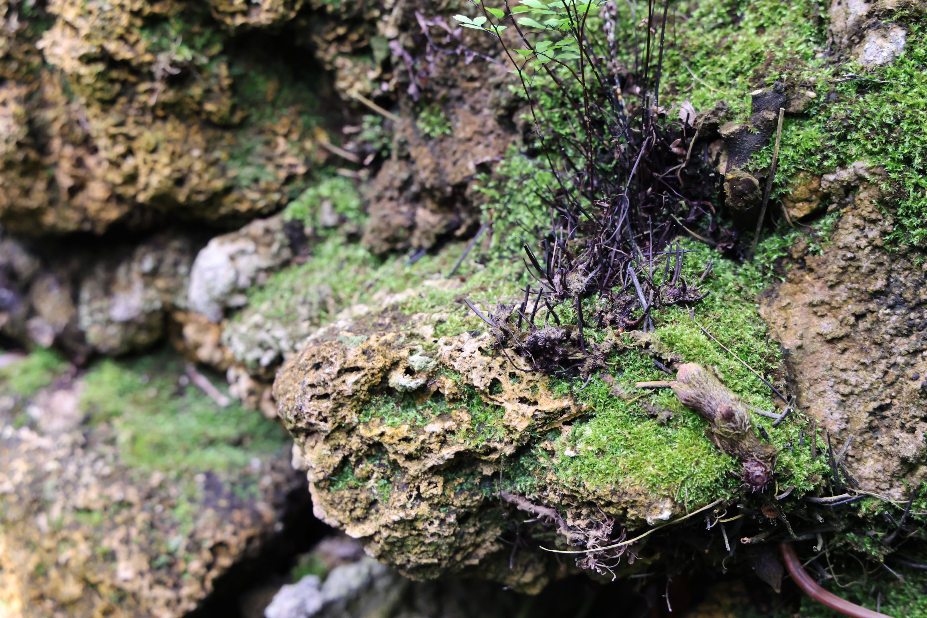 rocks and mosses