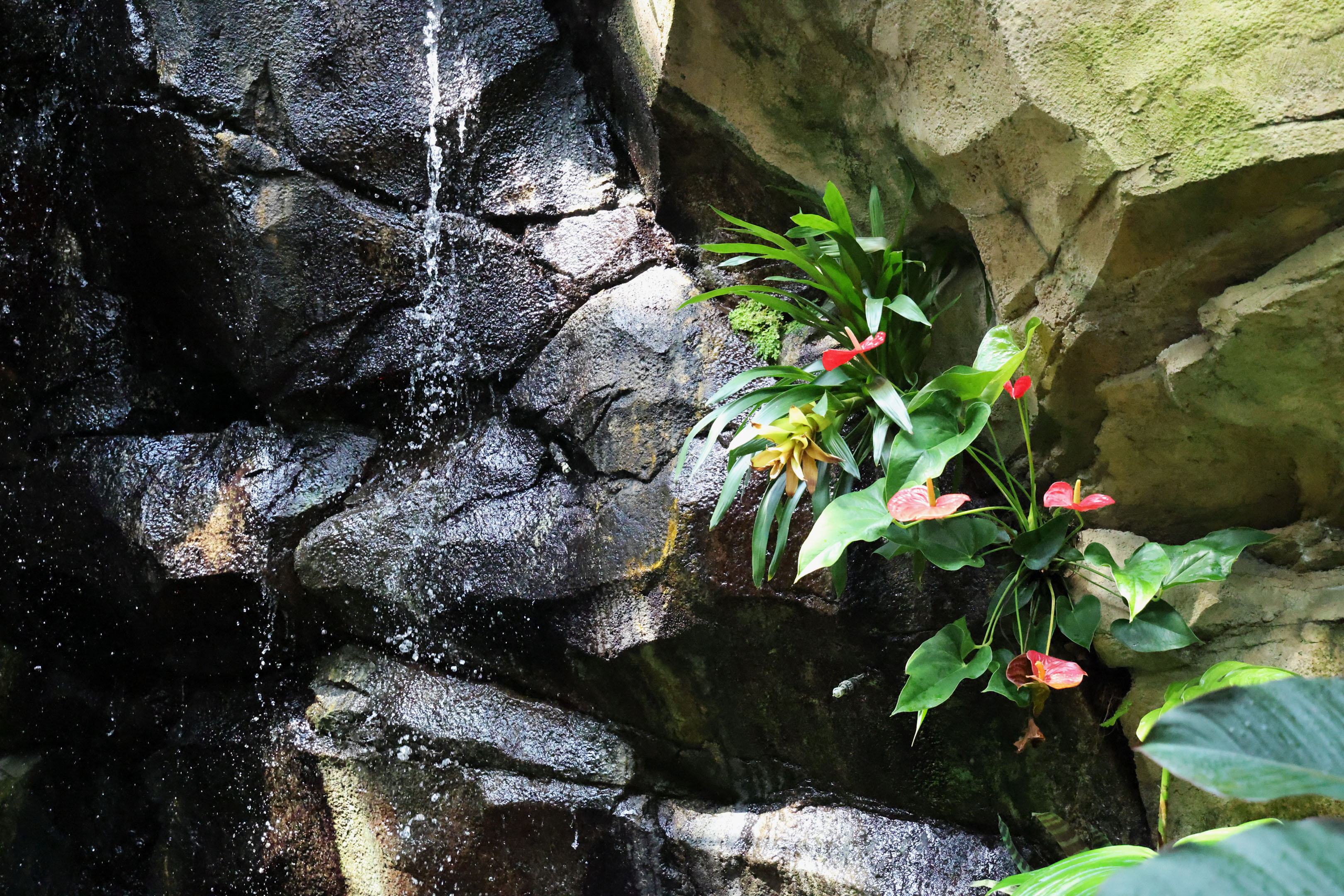 a waterfall on the left, rocks on the right with plants climbing on it