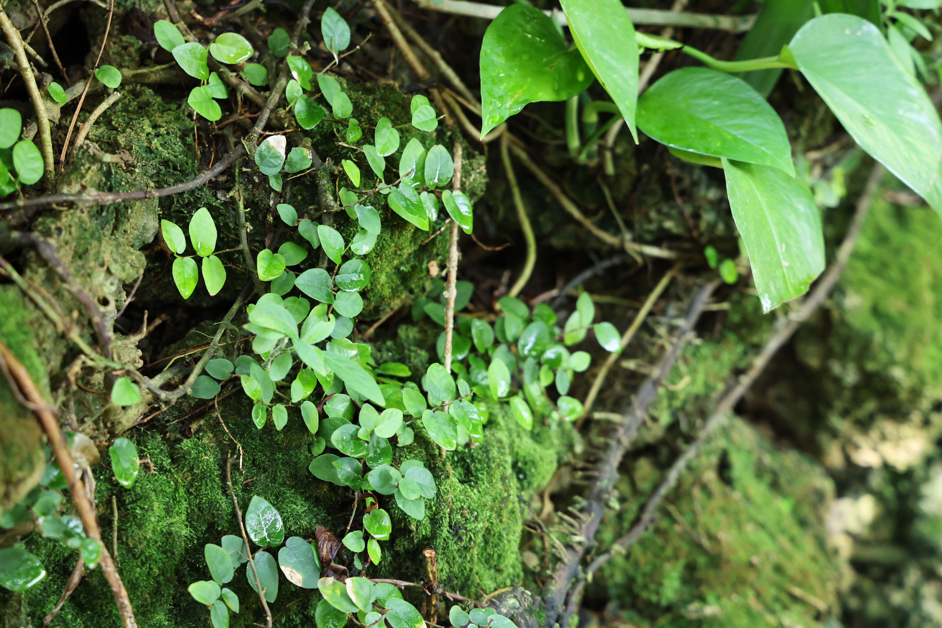 leaves and mosses climbing on a wall