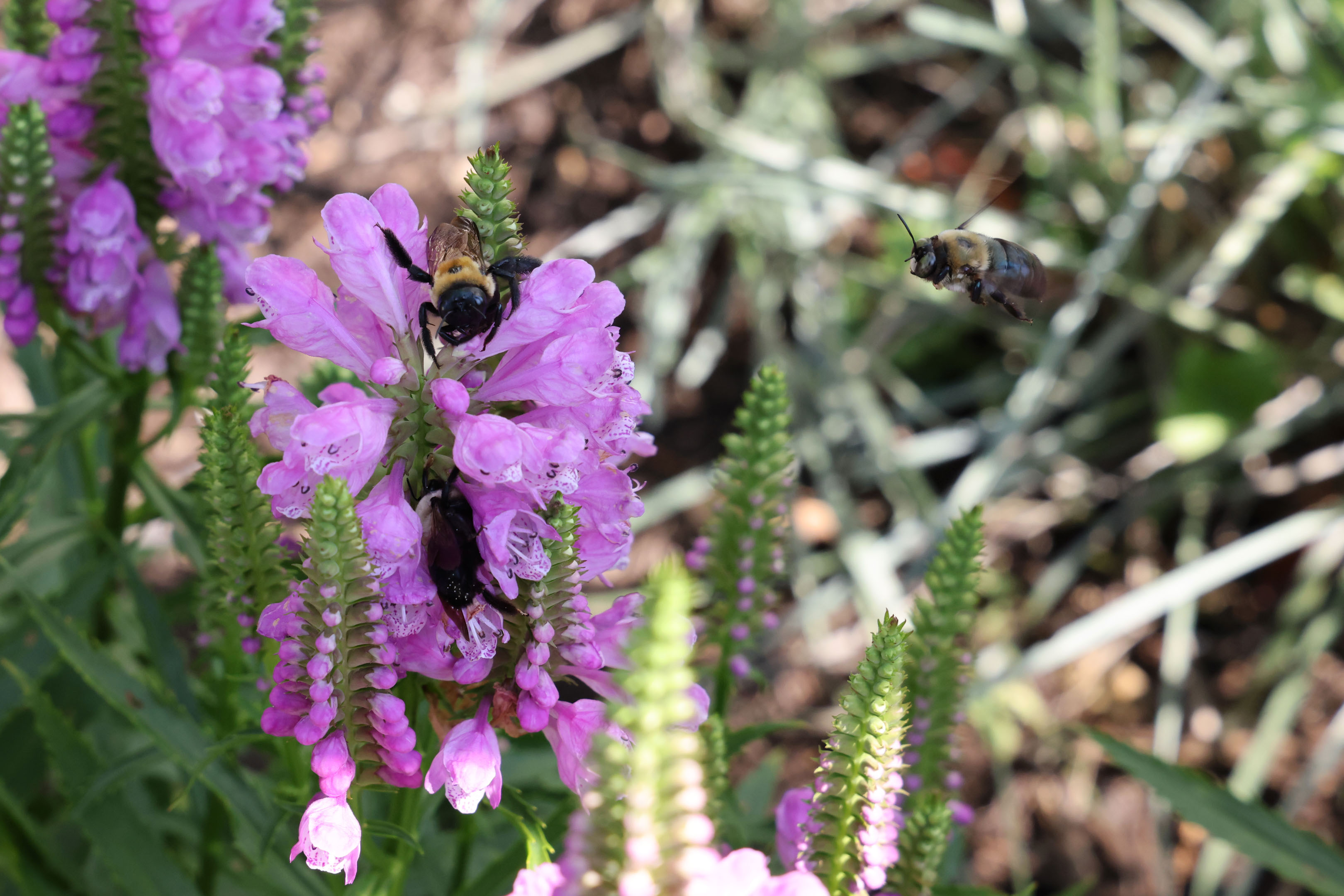 two bees on the same stem of flower and a third bee flying towards them