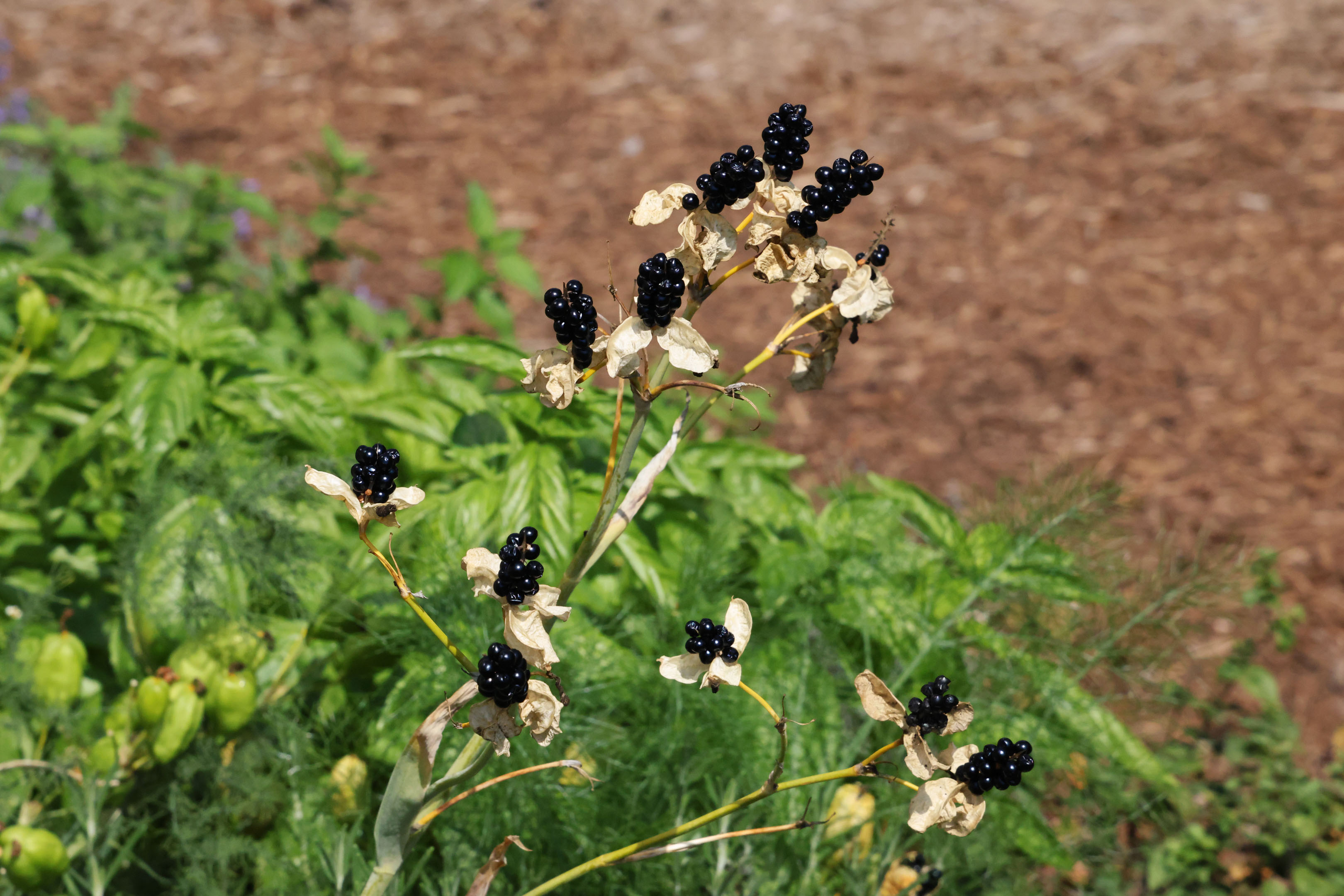 a stem of black berries growing outdoors