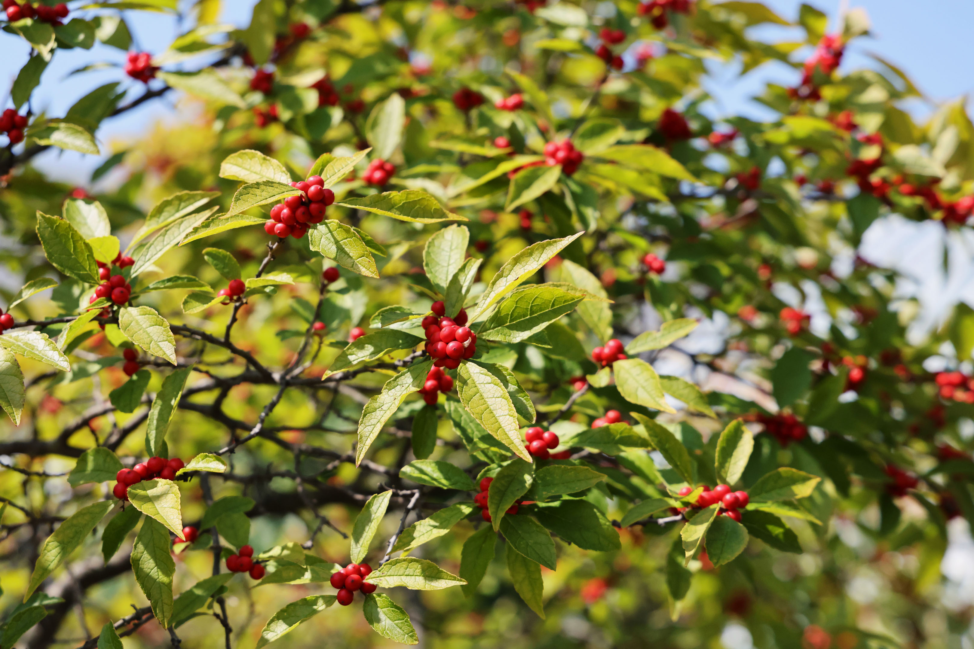 red berries growing on a tree