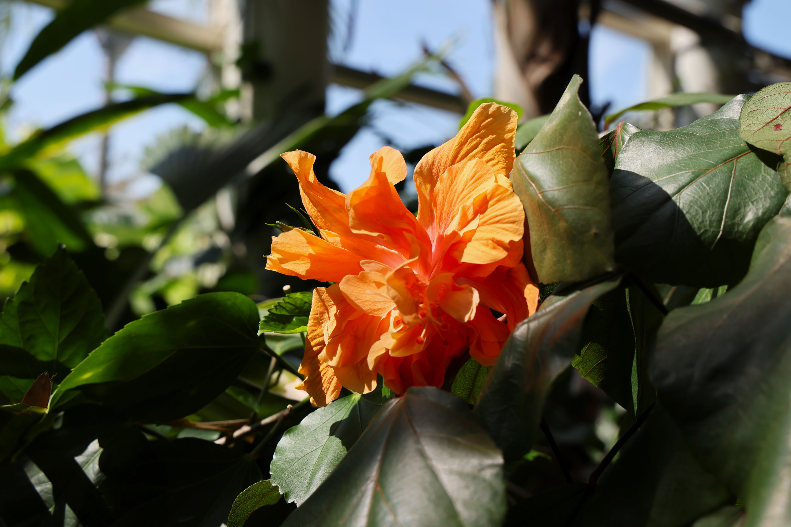 an orange flower among the leaves