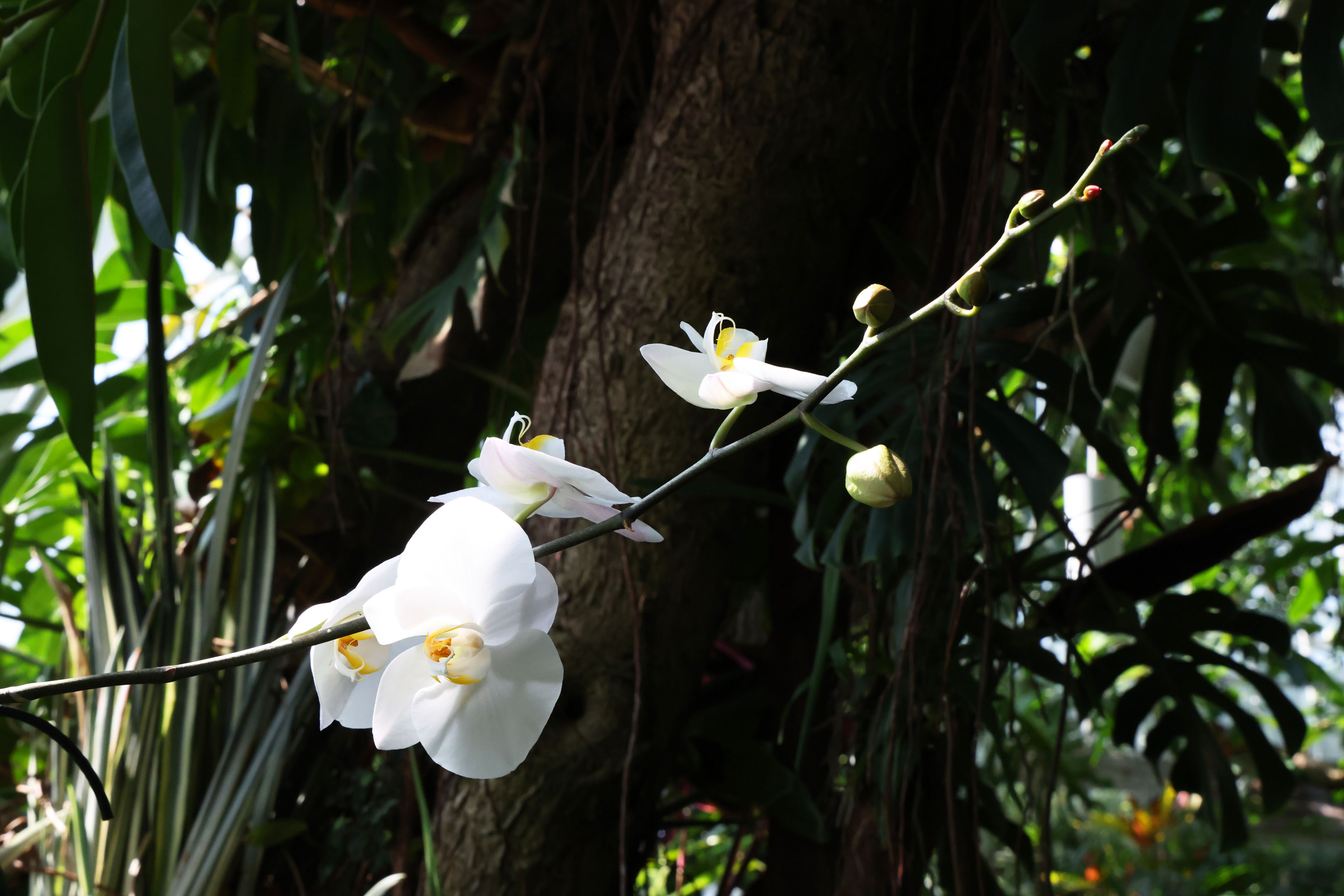 a stem of white orchid