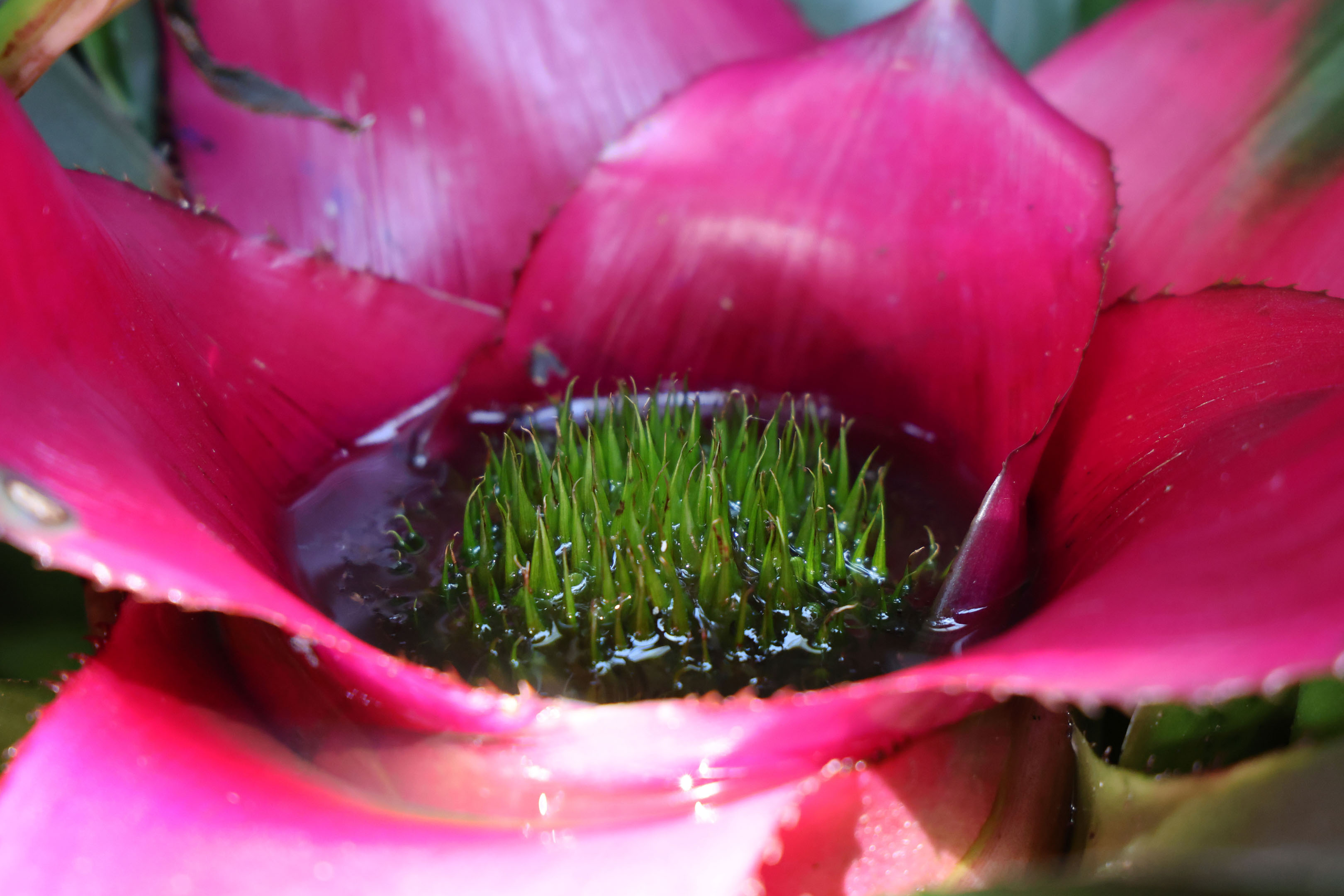 a pool of water in the middle of a large dark pink flower with green stems growing inside