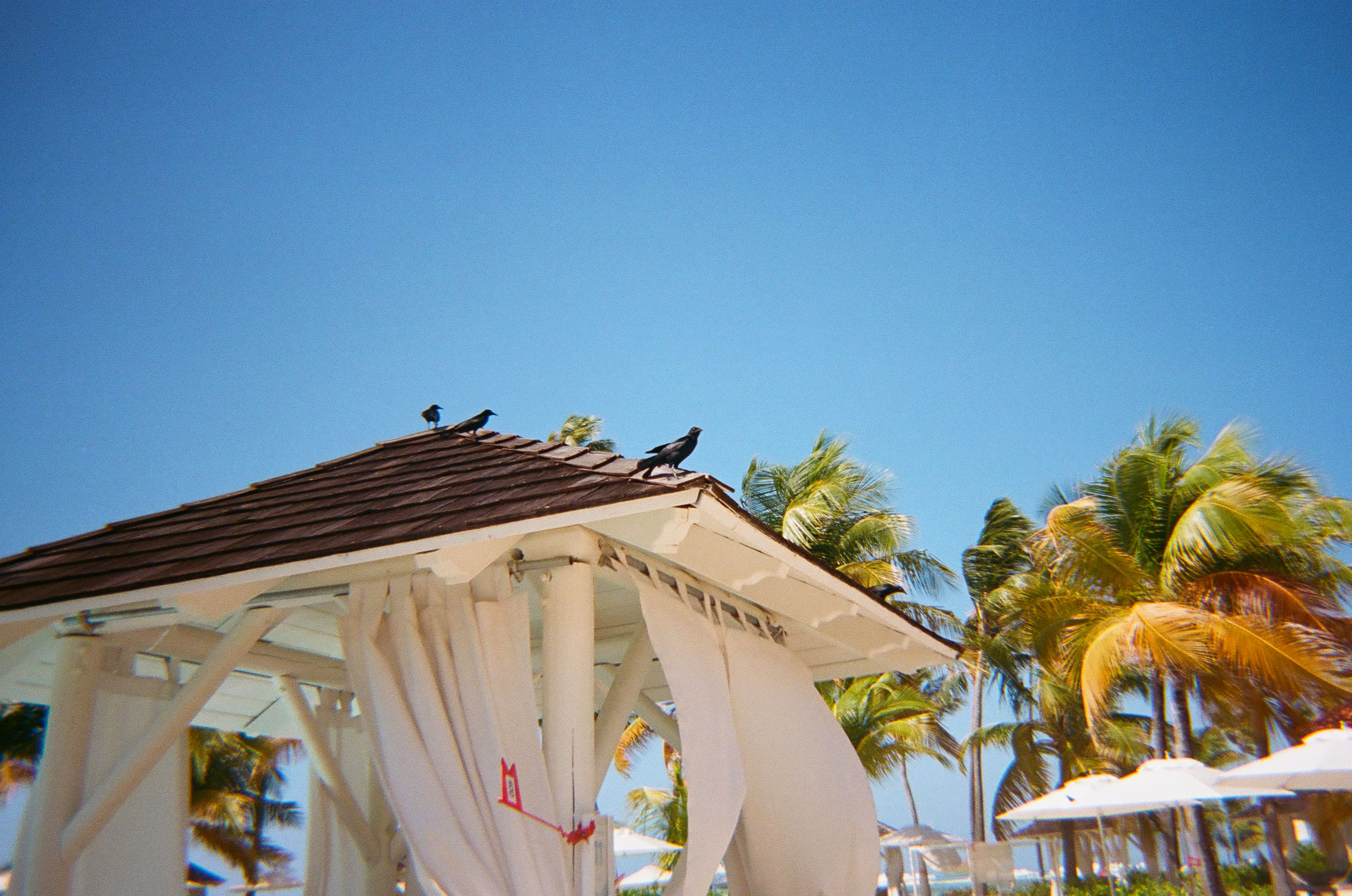 three black grackles standing on the roof of a cabana