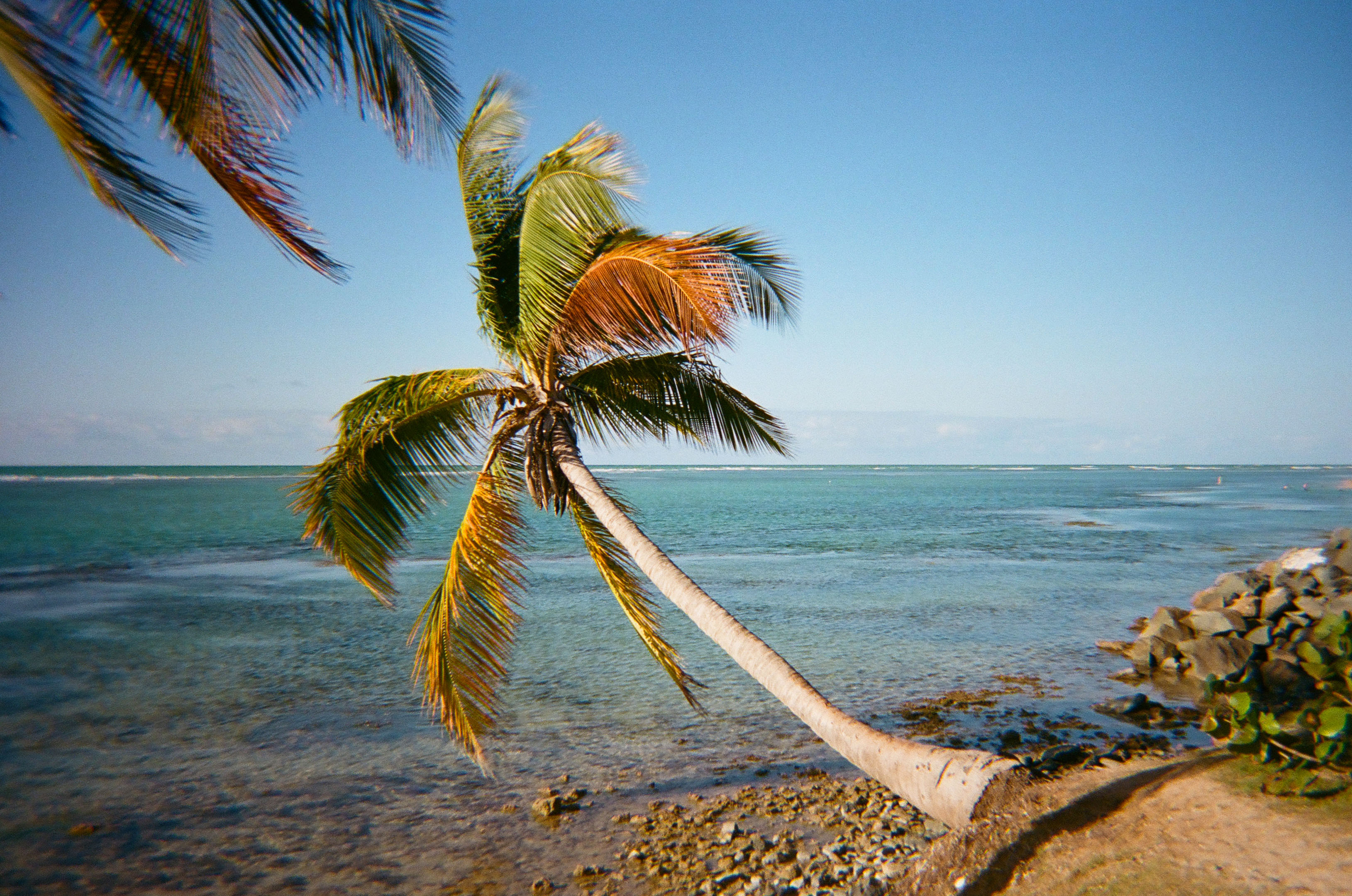 a palm tree growing side way over the ocean