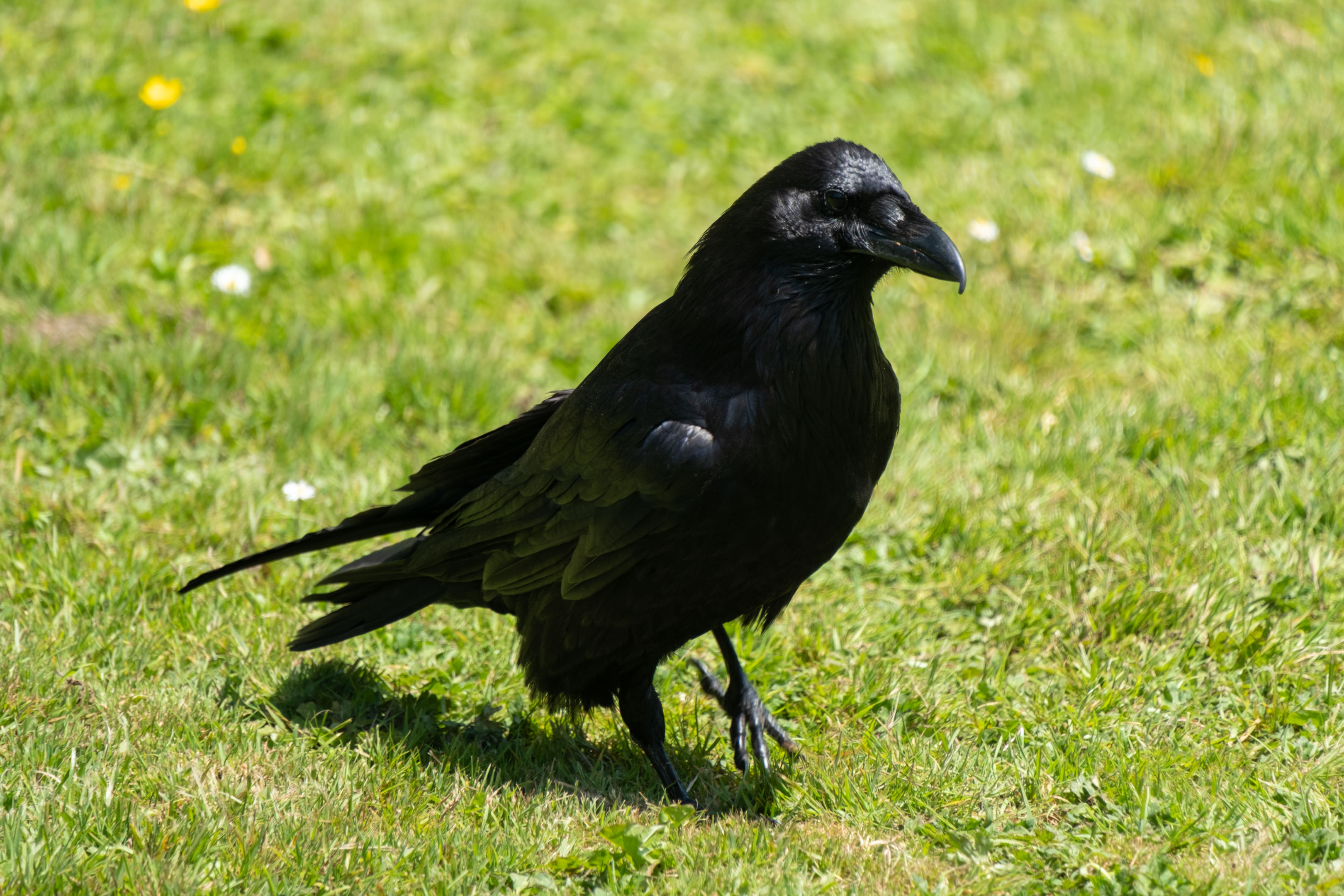 a crow walking on grass